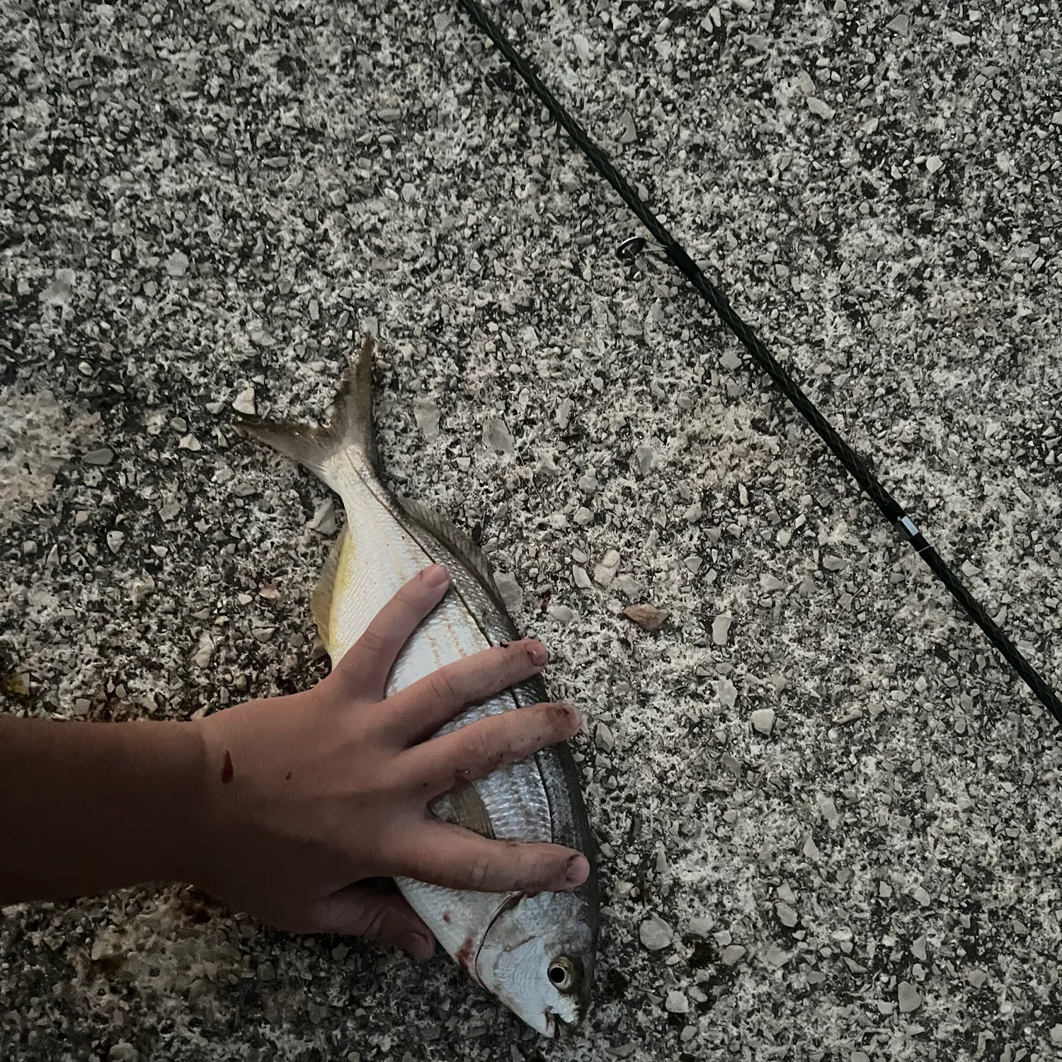 The most recent Salema porgy catches on Fishbrain