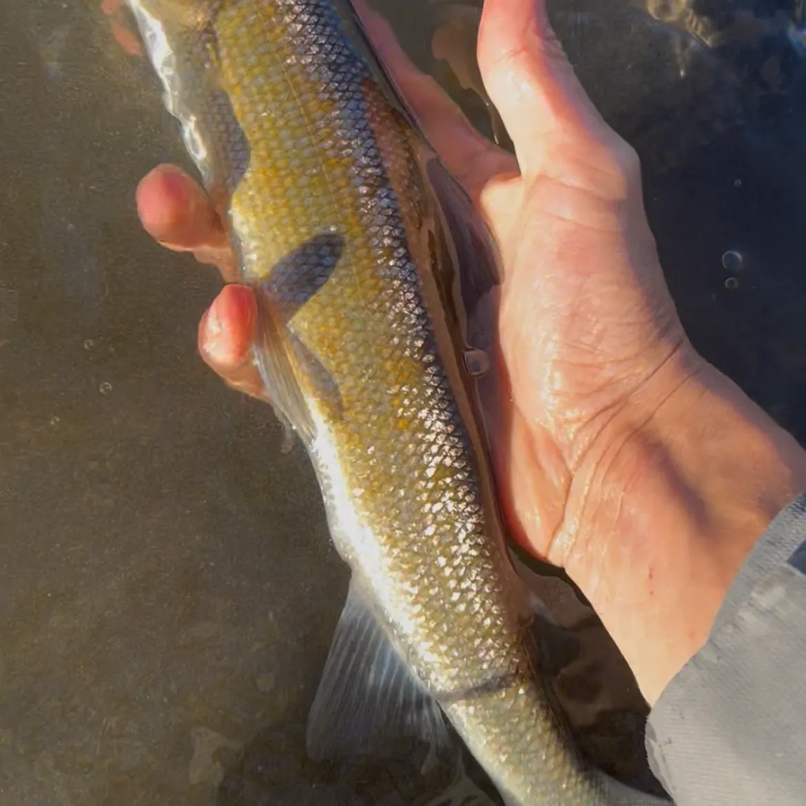 The most recent Mountain whitefish catches on Fishbrain