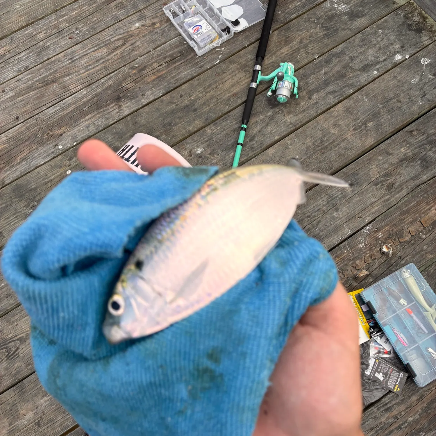 Scaled herring caught on Fishbrain
