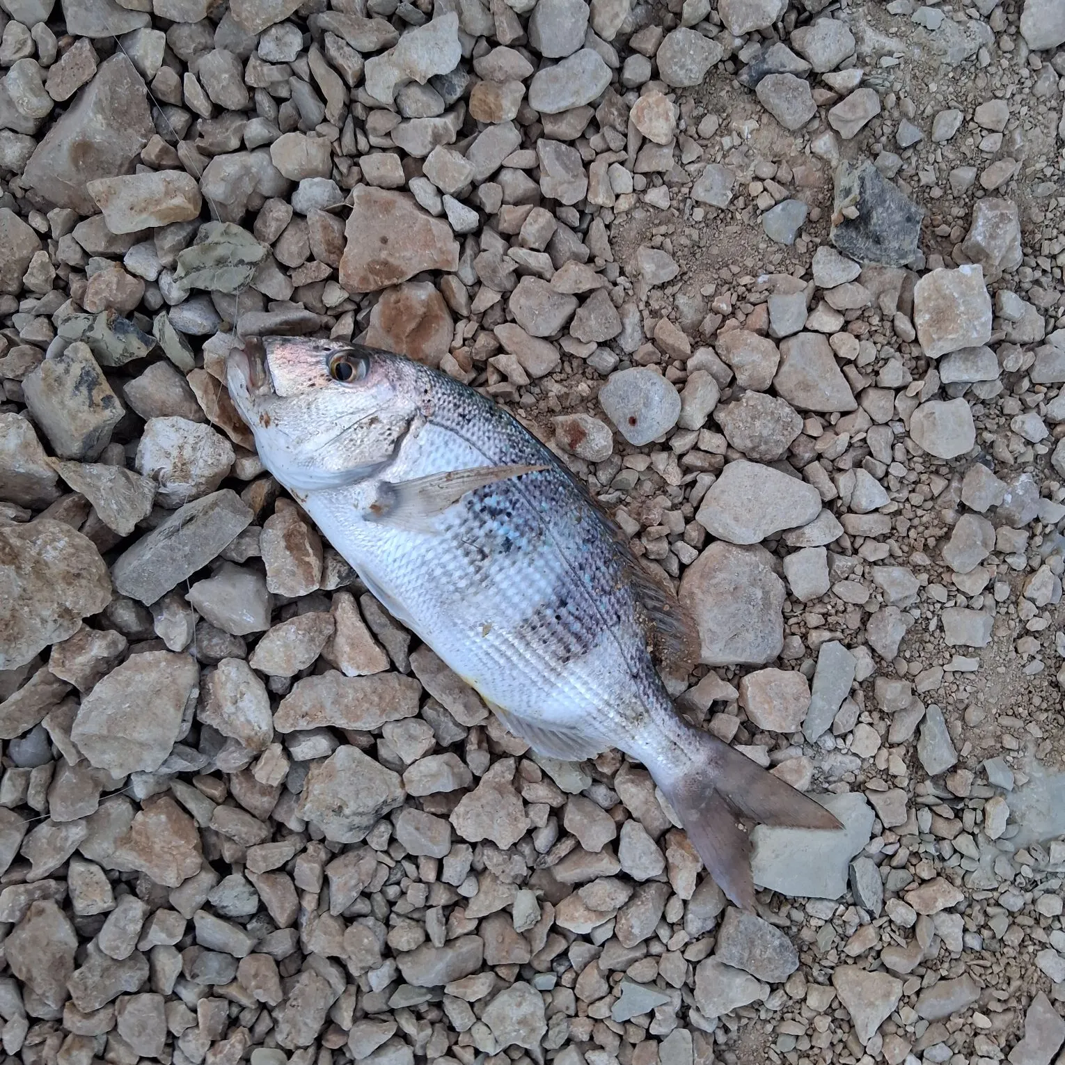Common dentex caught on Fishbrain