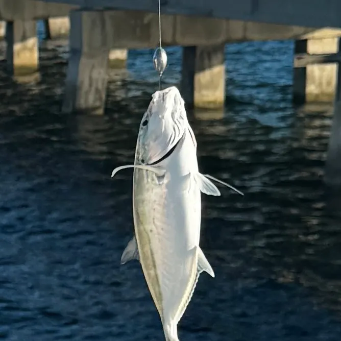 Blue runner caught on Fishbrain