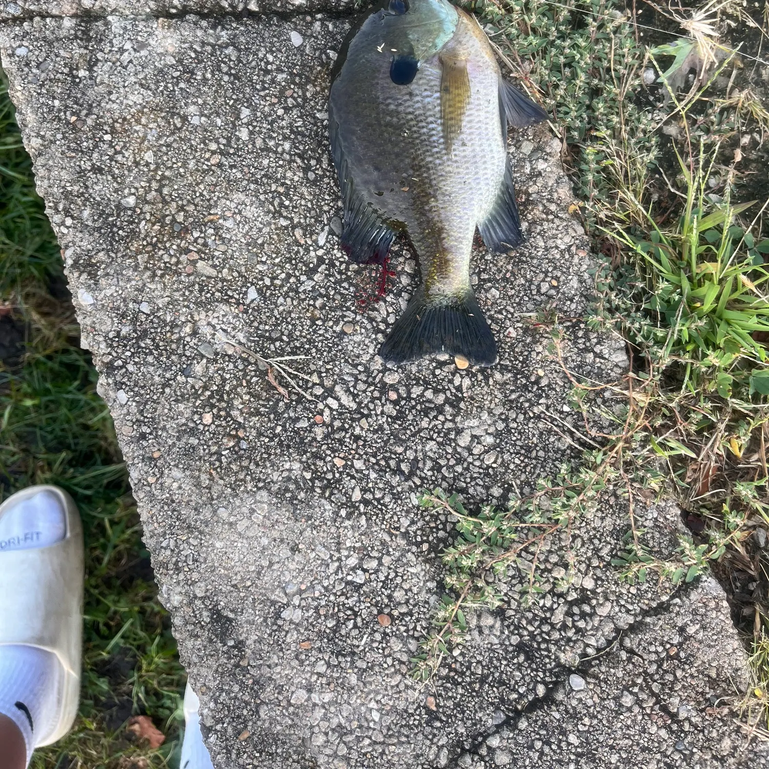Bluegill caught on Fishbrain