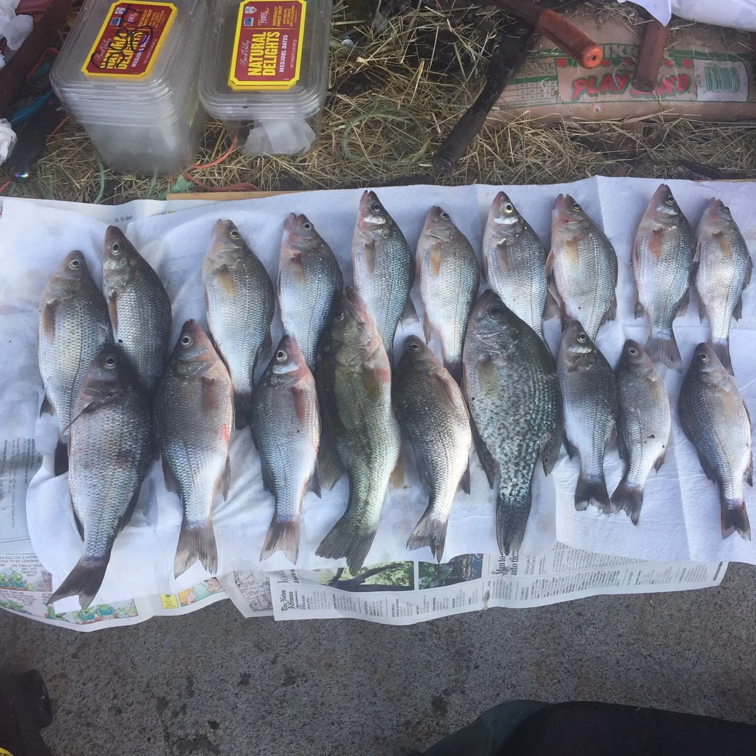 recently logged catches