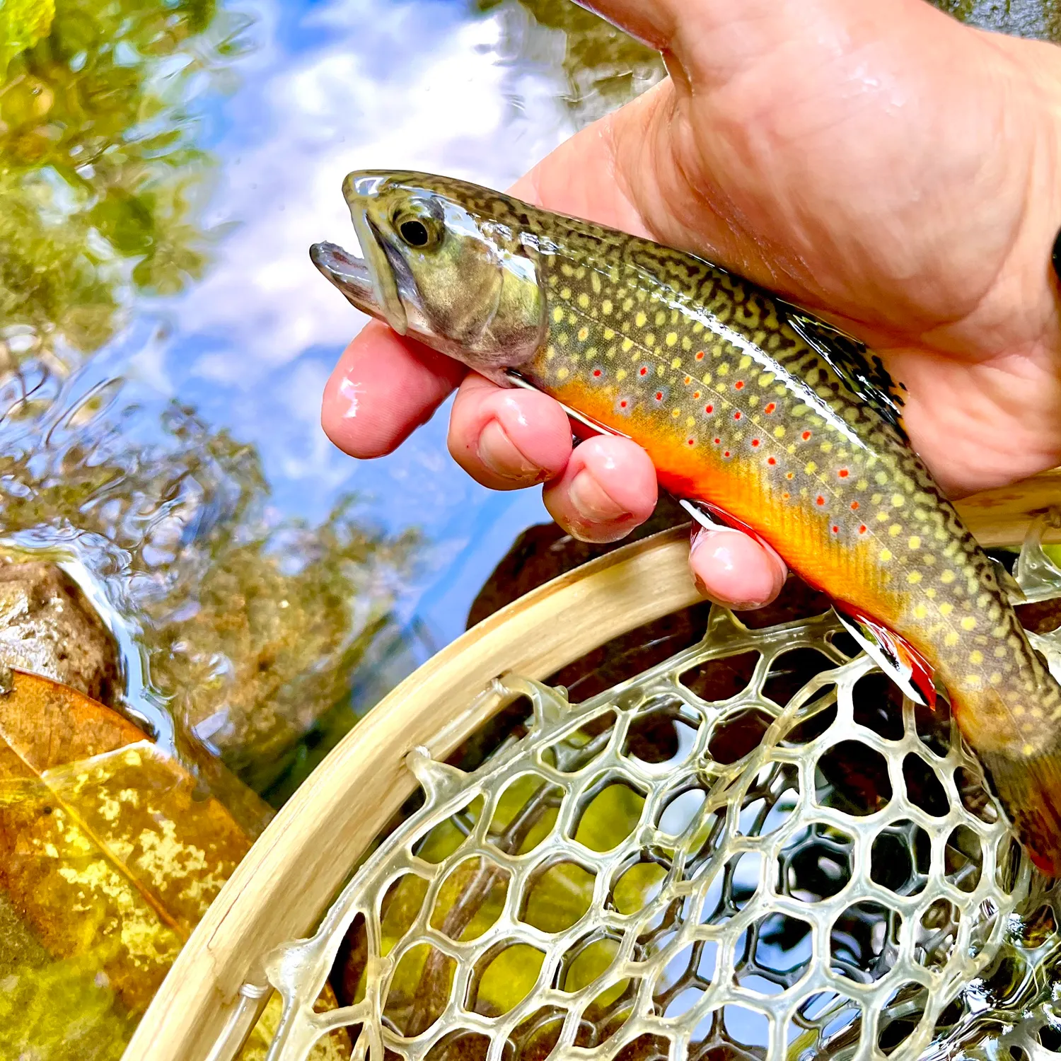Brook trout caught on Fishbrain