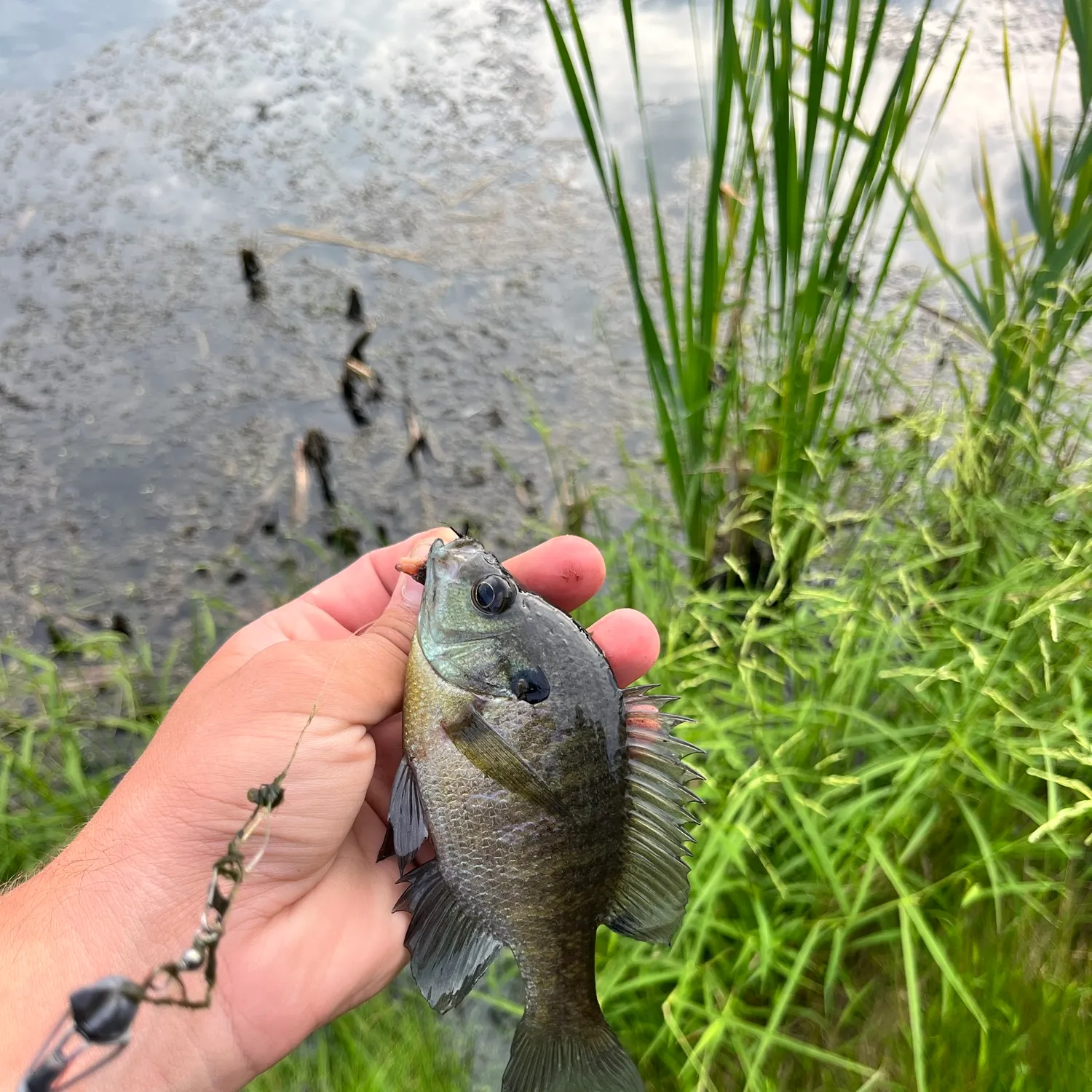 Bluegill caught on Fishbrain