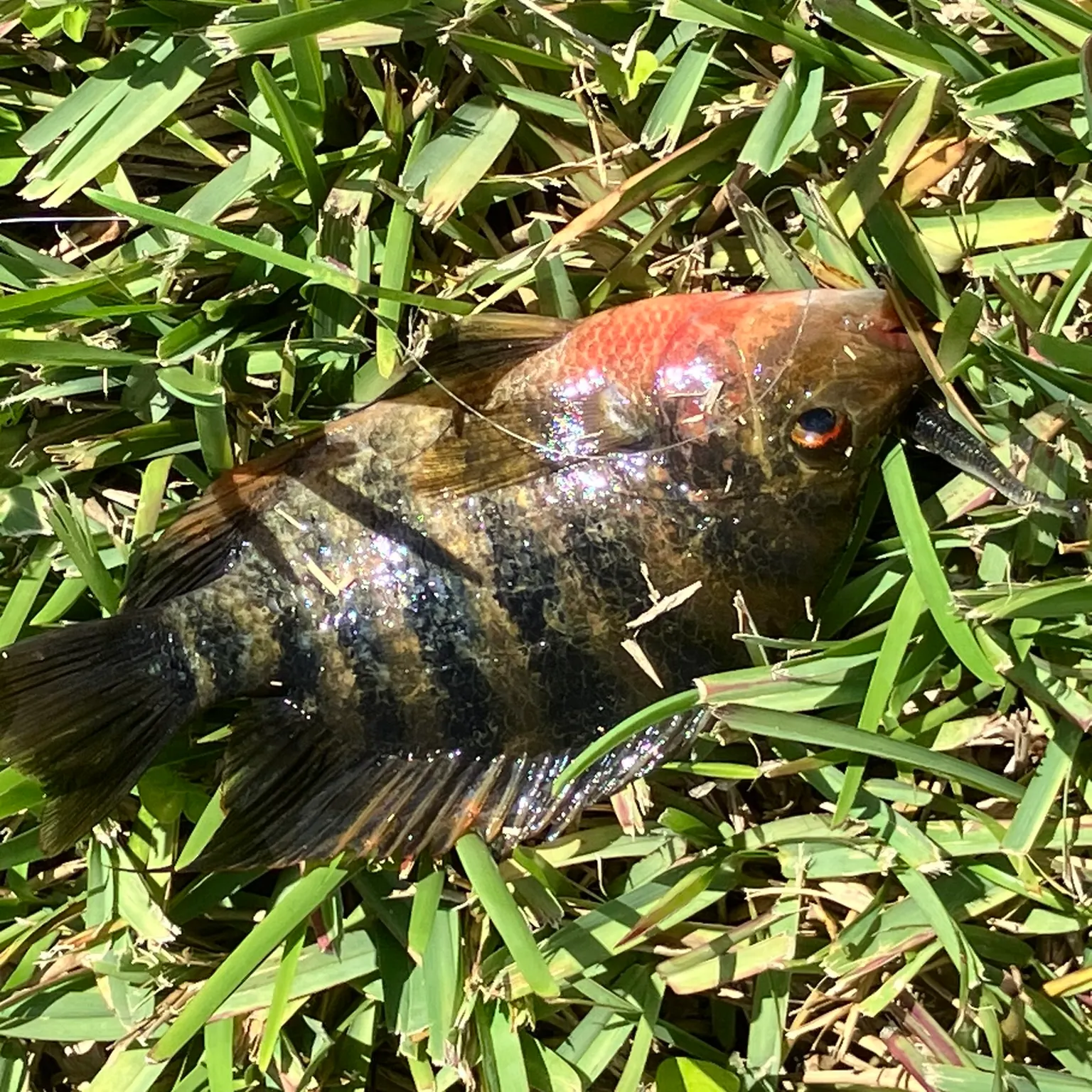 The most recent Redbelly tilapia catches on Fishbrain