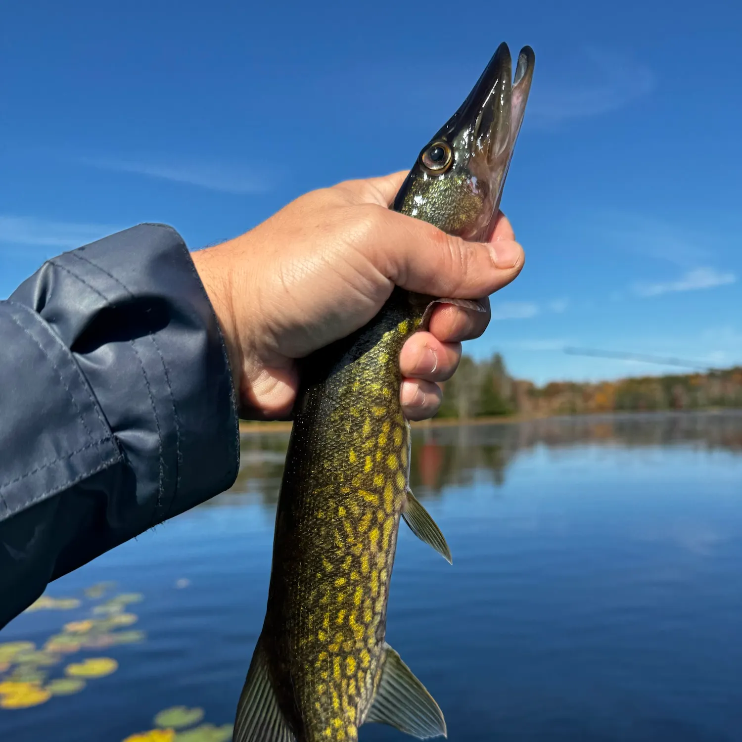 Chain pickerel caught on Fishbrain