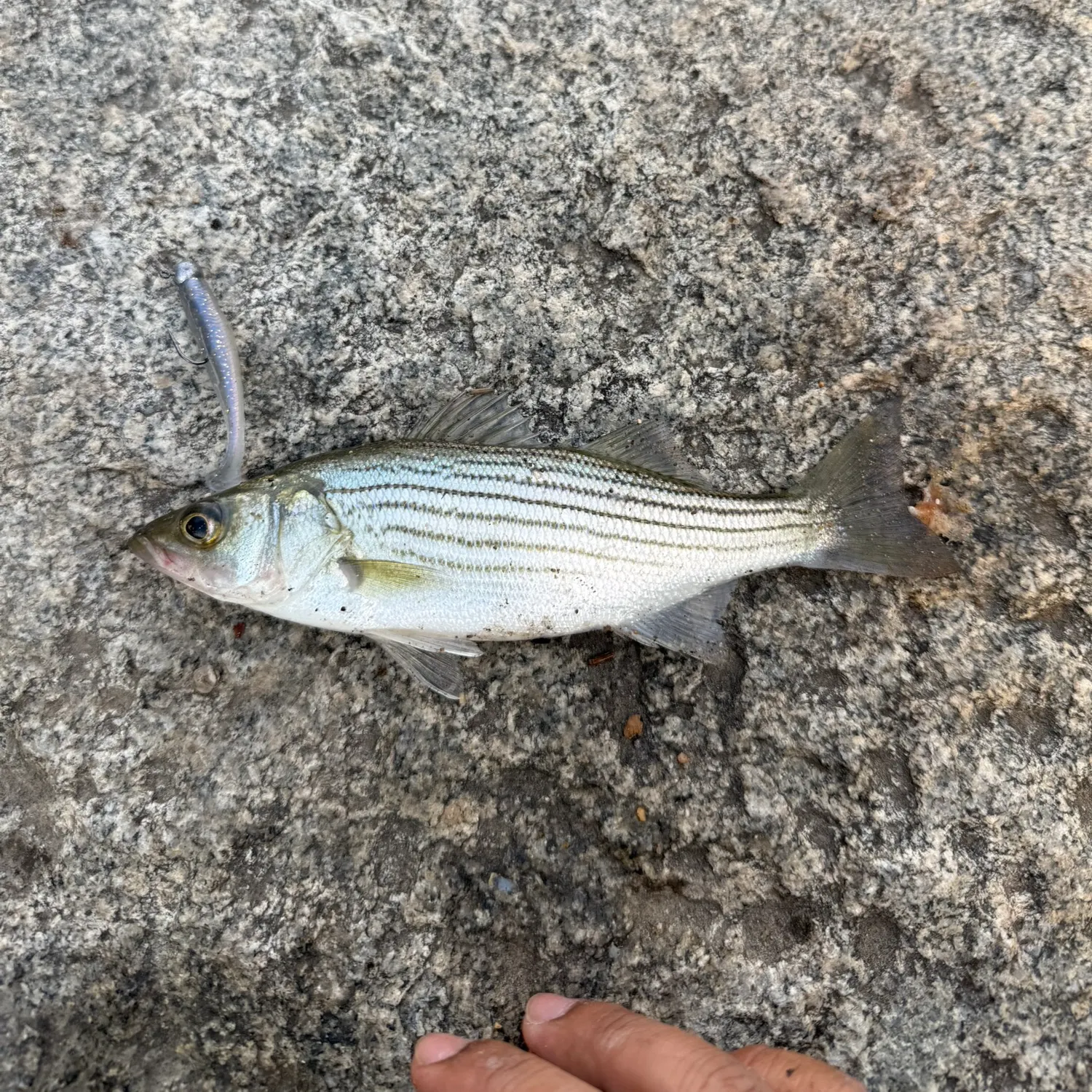 Striped bass caught on Fishbrain