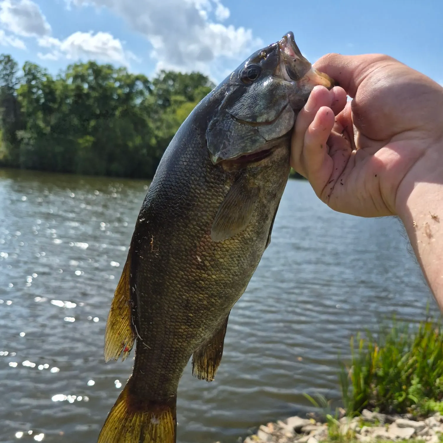 Smallmouth bass caught on Fishbrain