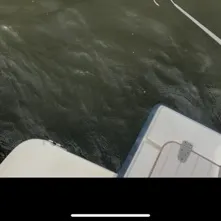 The most recent Dusky shark catches on Fishbrain