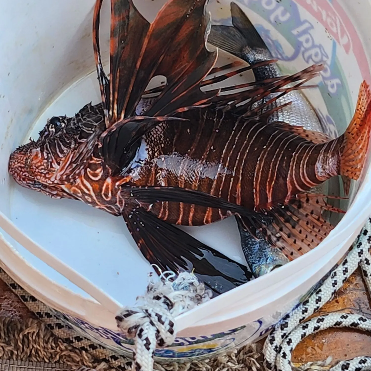 The most recent Red lionfish catches on Fishbrain