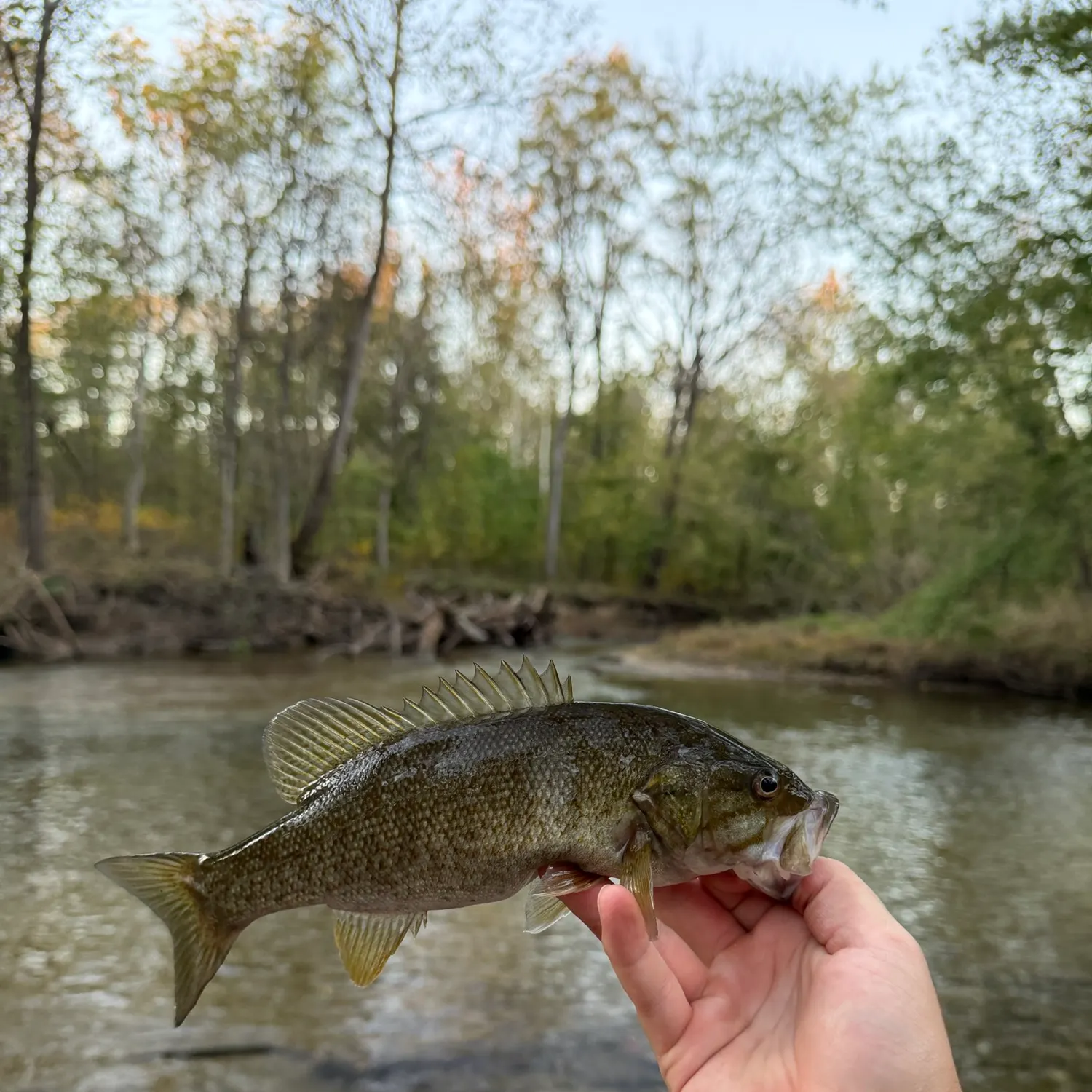 Smallmouth bass caught on Fishbrain