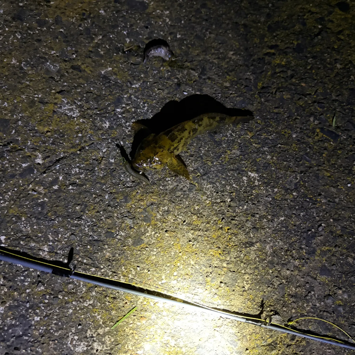 The most recent Mottled sculpin catches on Fishbrain