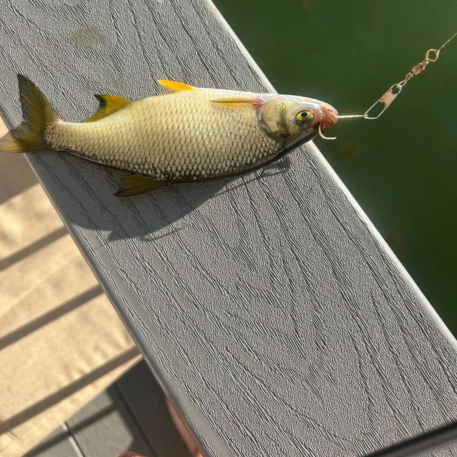Golden shiner caught on Fishbrain