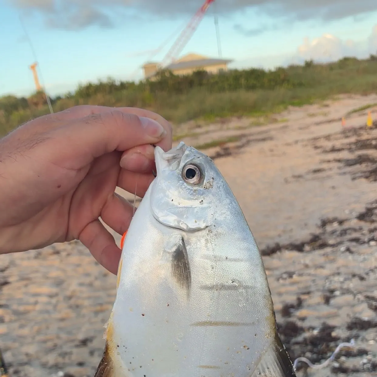 The most recent Palometa catches on Fishbrain