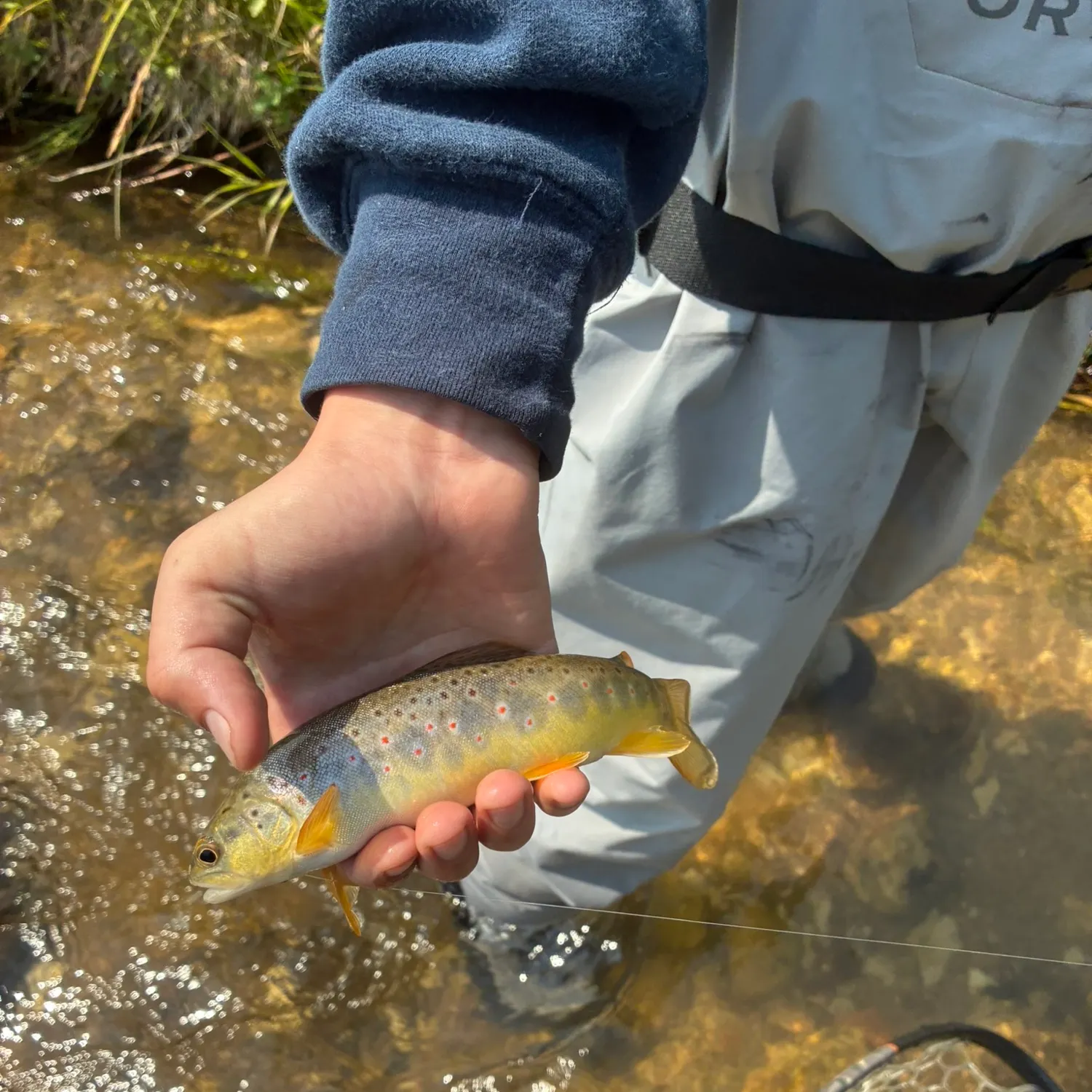 Brown trout caught on Fishbrain