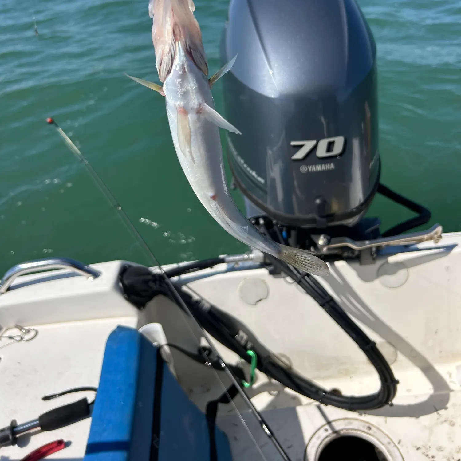 The most recent Walleye catches on Fishbrain