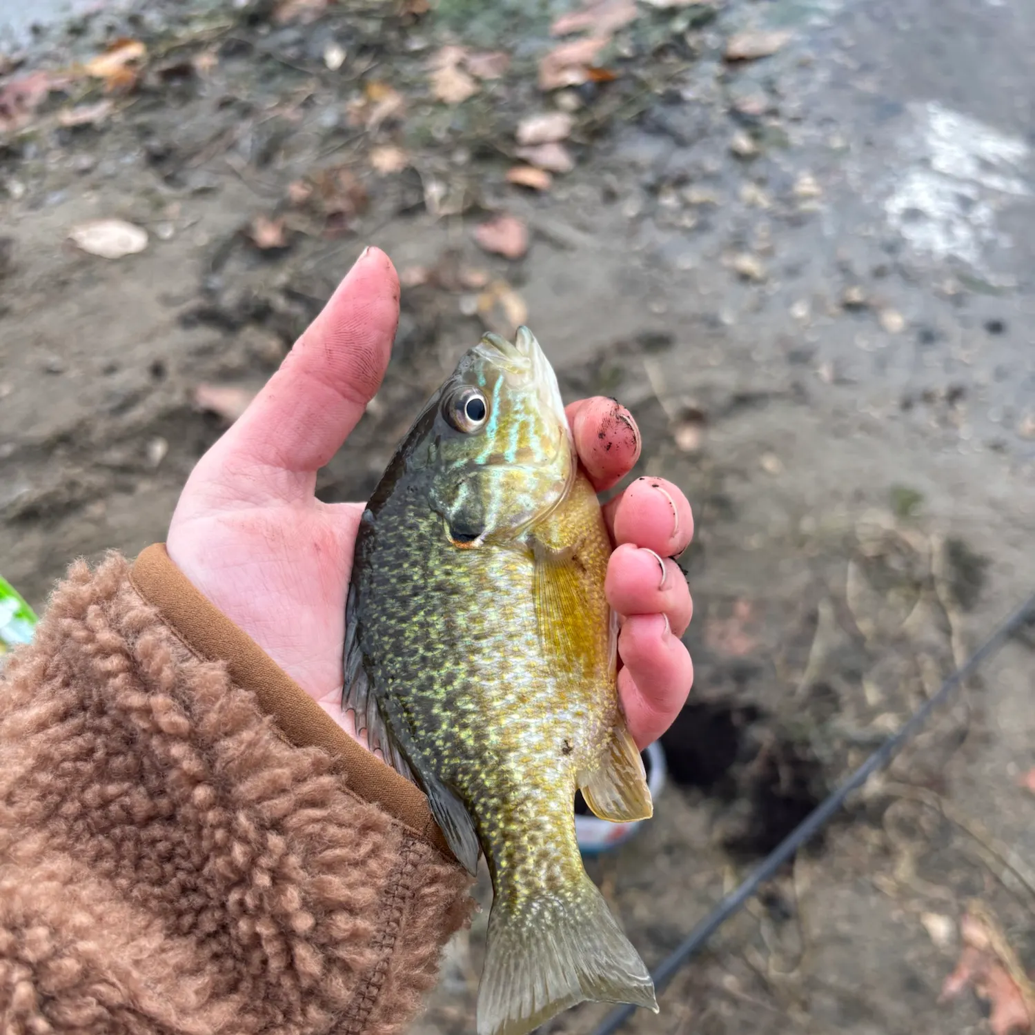 Pumpkinseed caught on Fishbrain