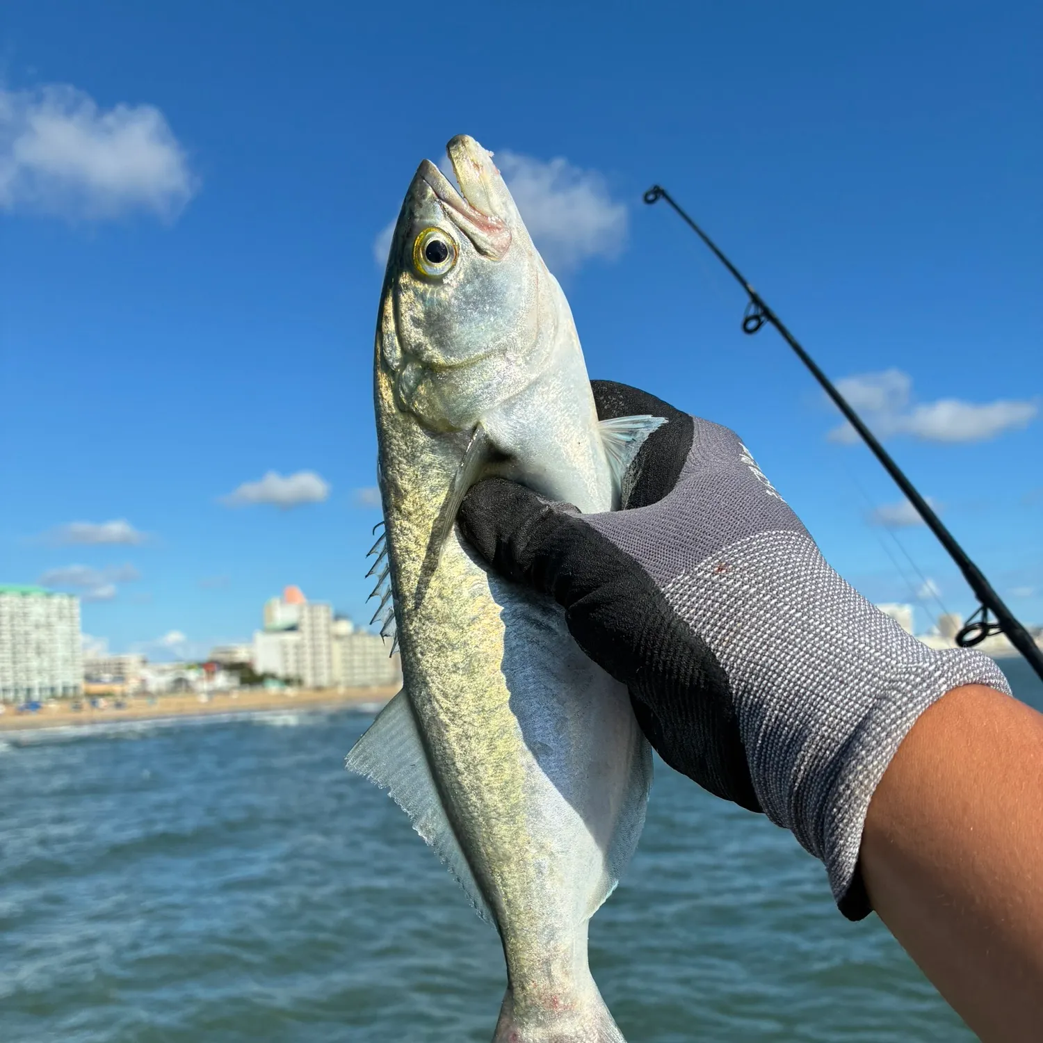 Bluefish caught on Fishbrain