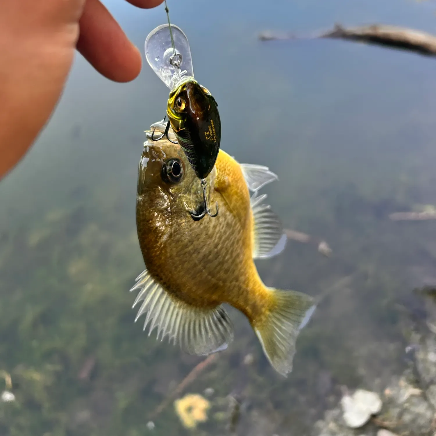 Bluegill caught on Fishbrain