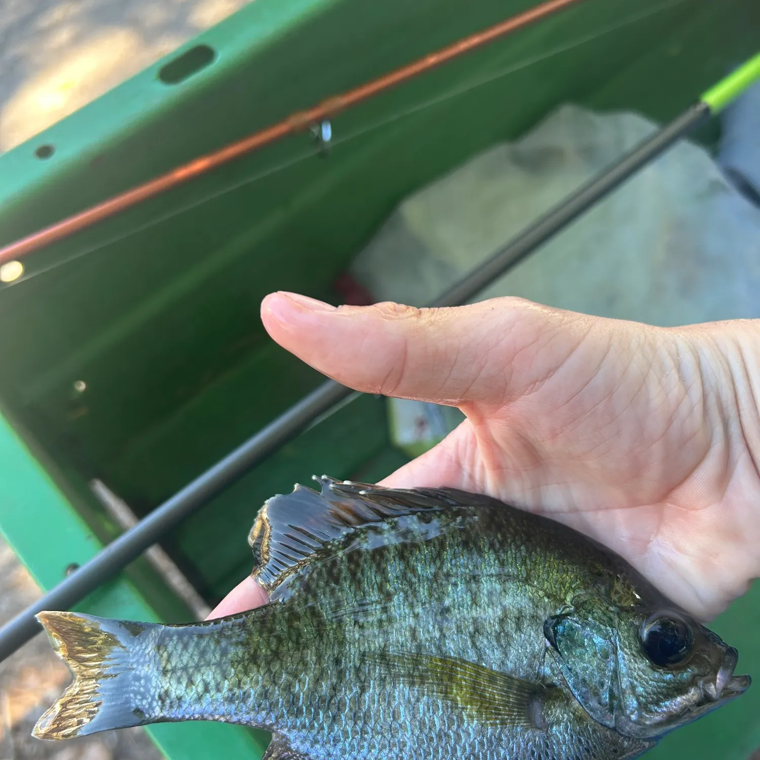 The most recent Coppernose bluegill catches on Fishbrain