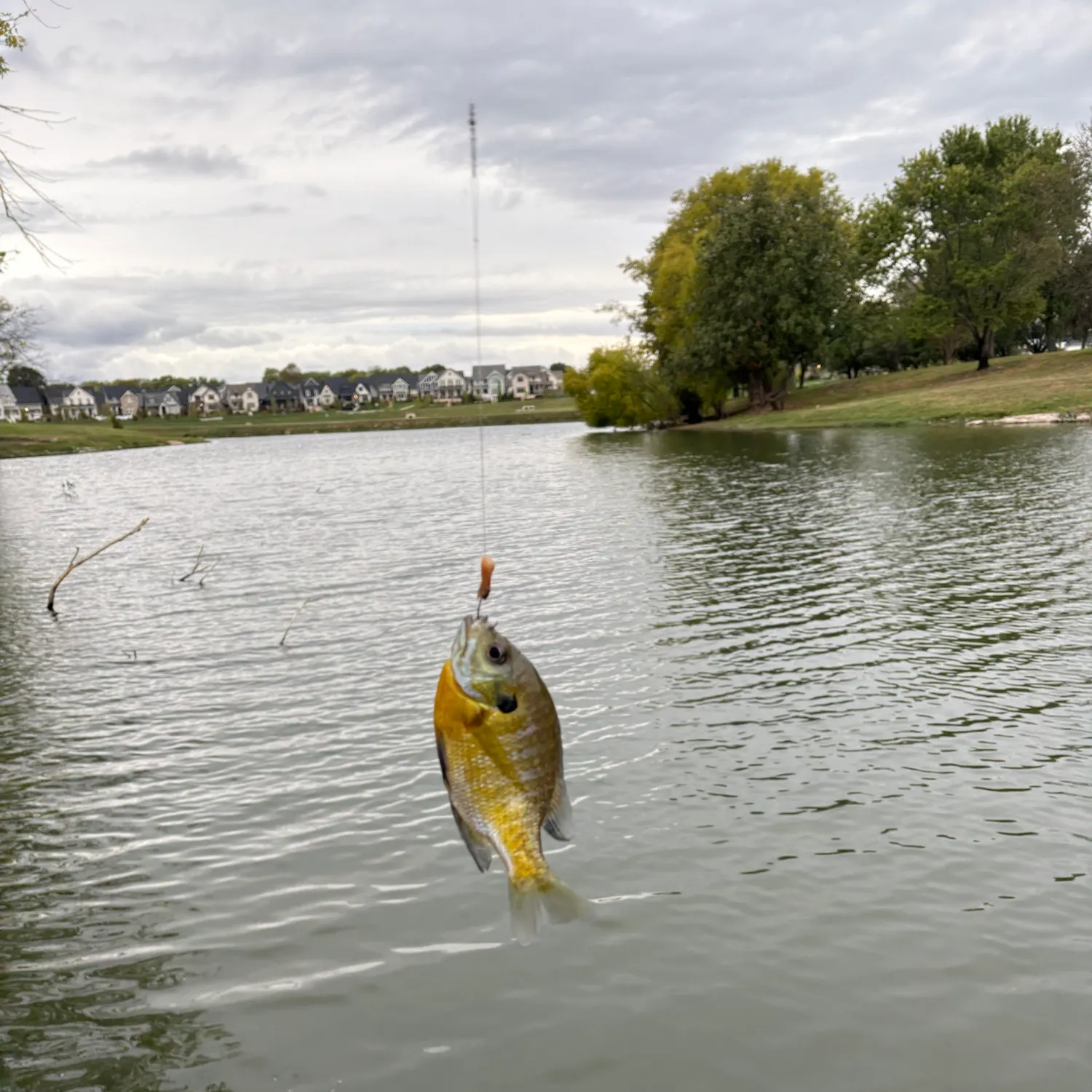 Bluegill caught on Fishbrain
