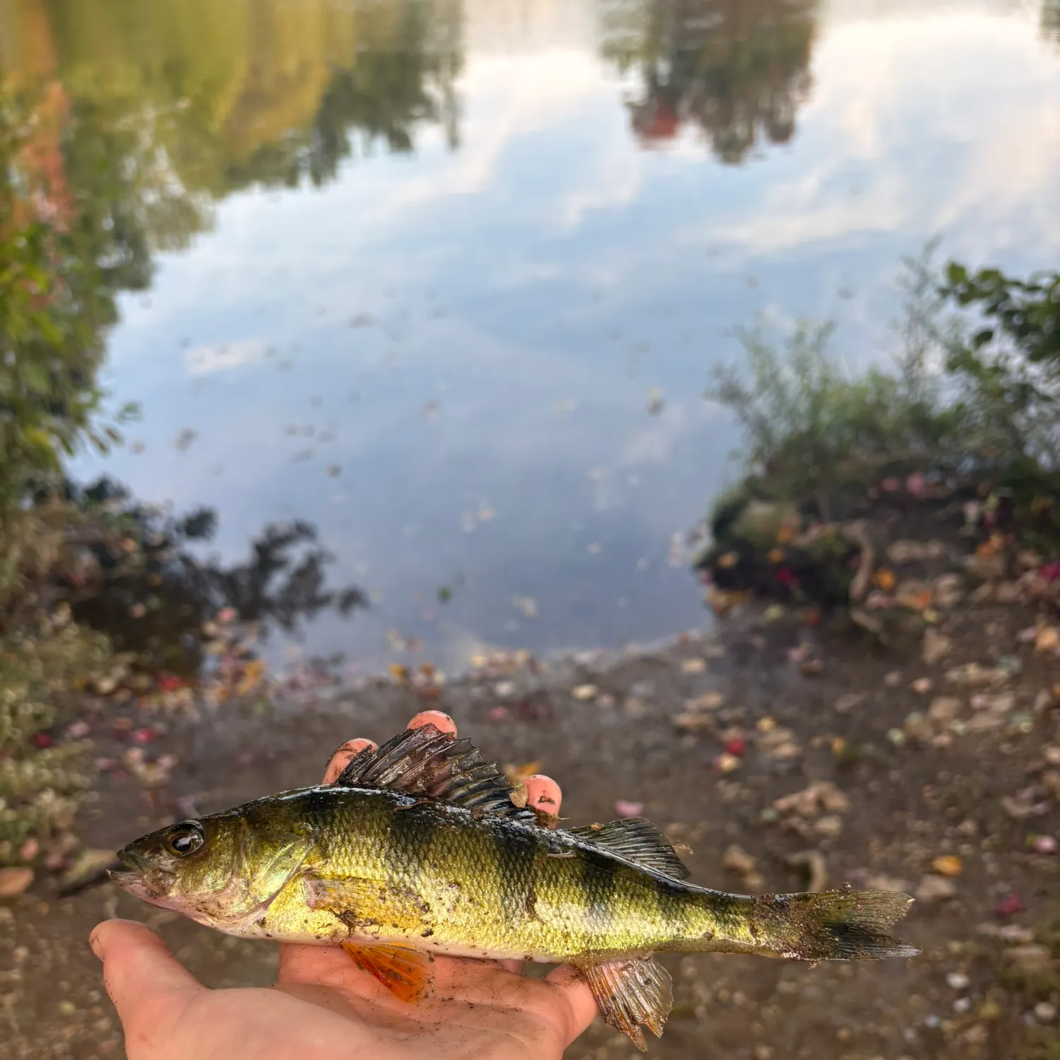 Yellow perch caught on Fishbrain