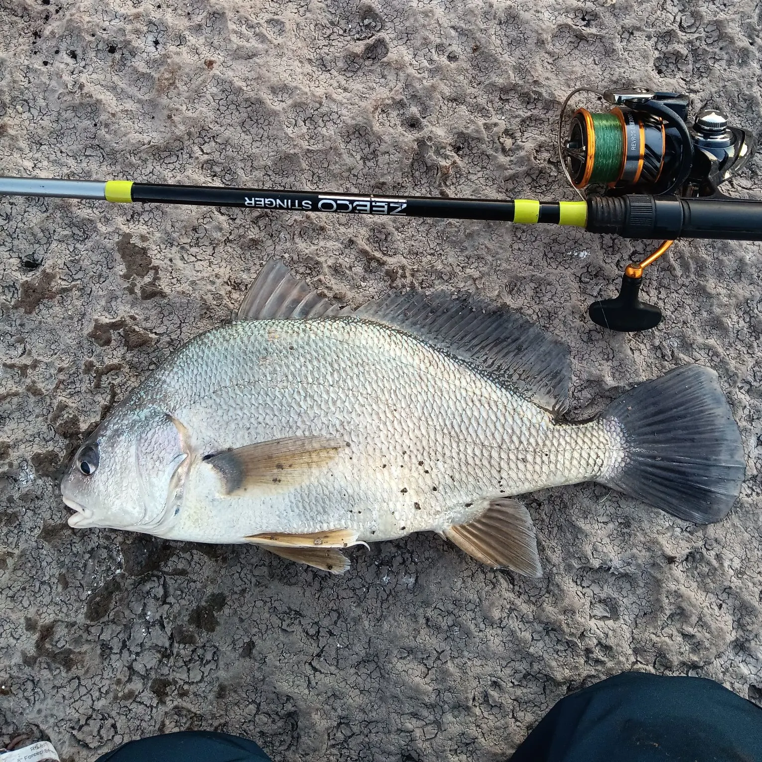 Freshwater drum caught on Fishbrain