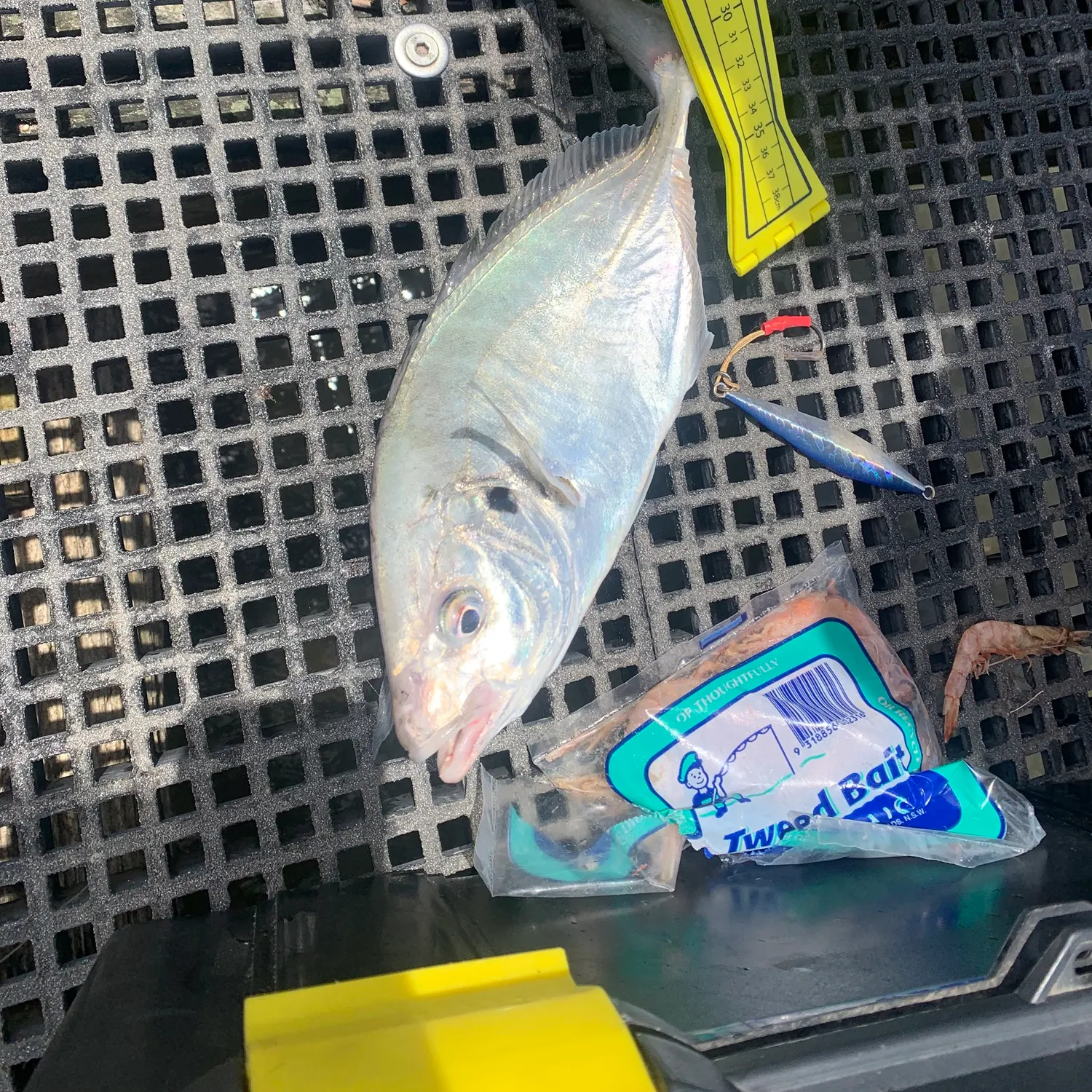 The most recent Silver trevally catches on Fishbrain