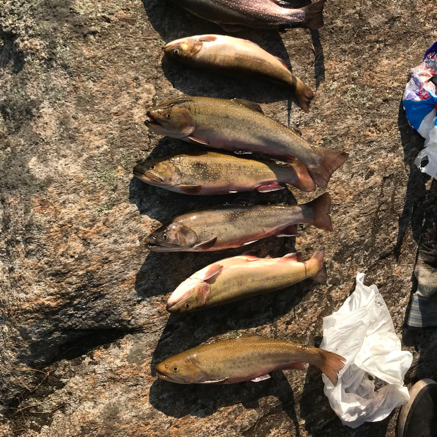 recently logged catches