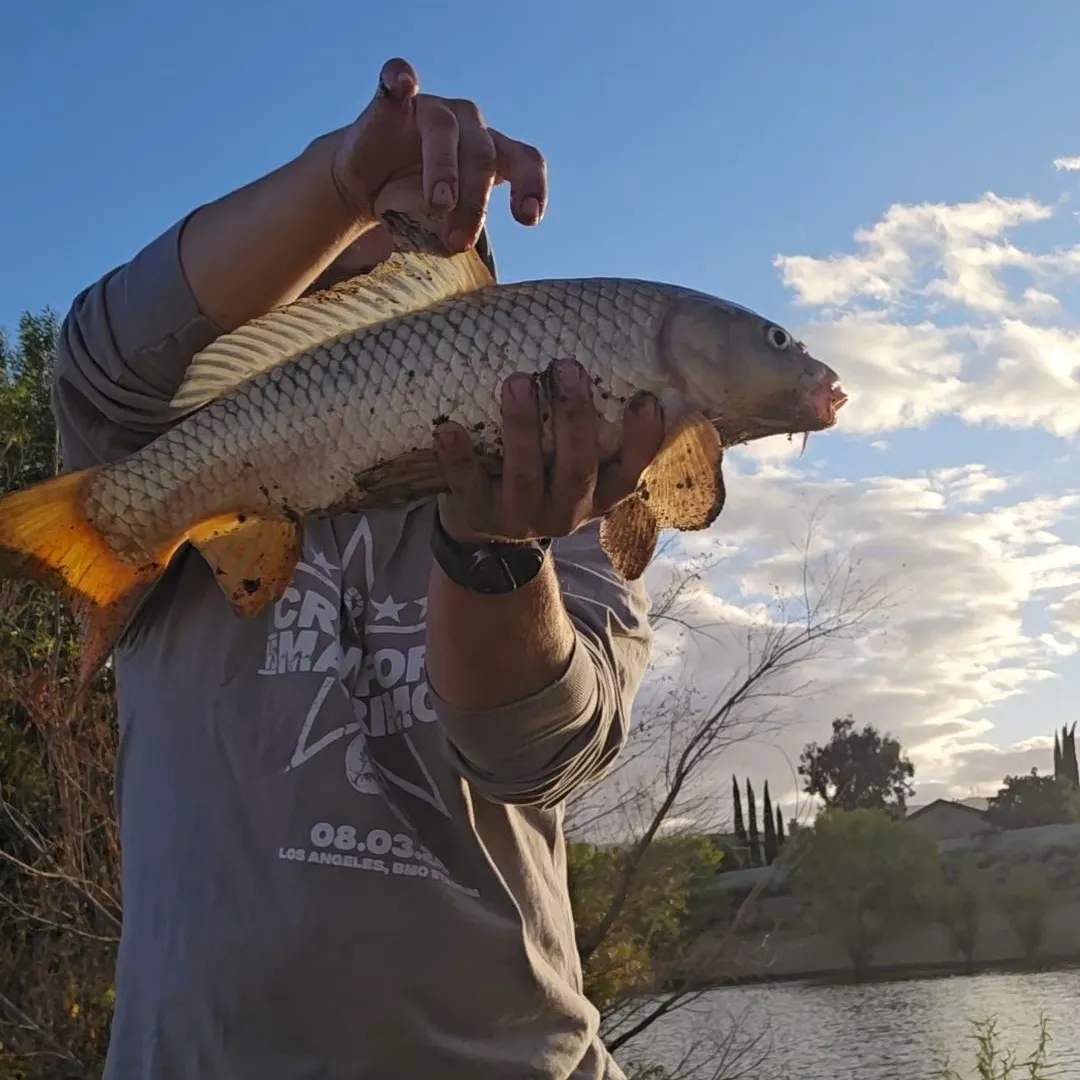 Common carp caught on Fishbrain