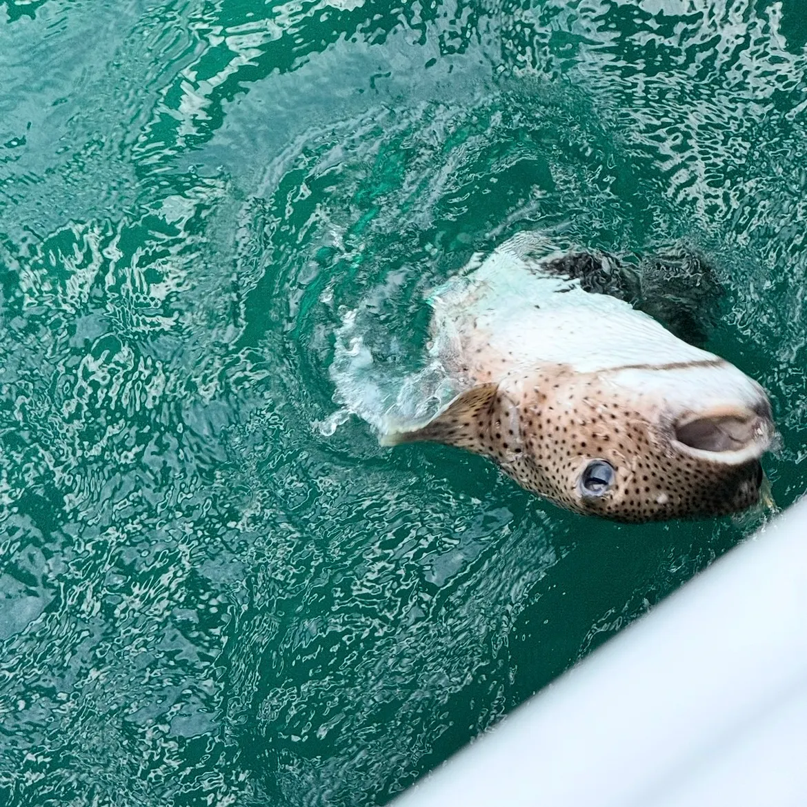 The most recent Spot-fin porcupinefish catches on Fishbrain