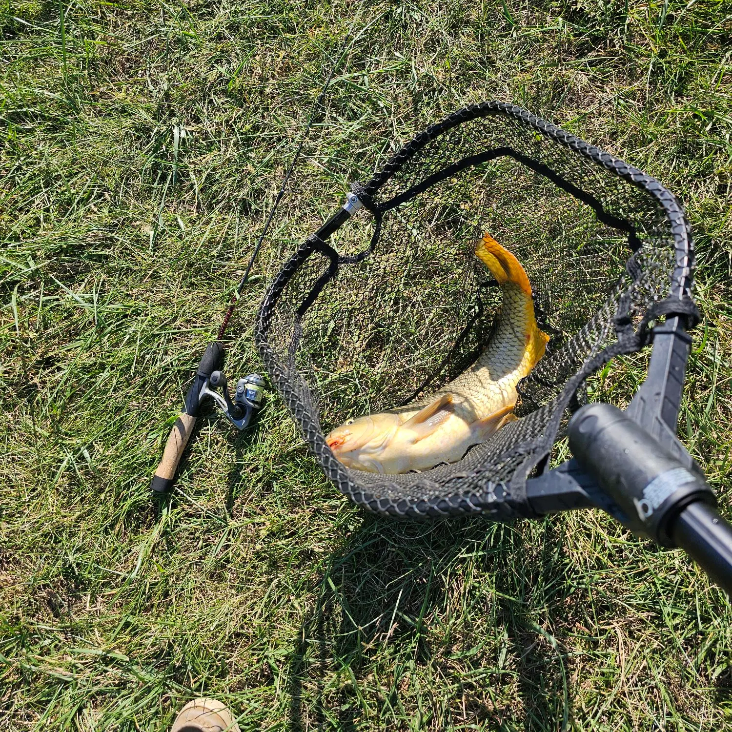Common carp caught on Fishbrain