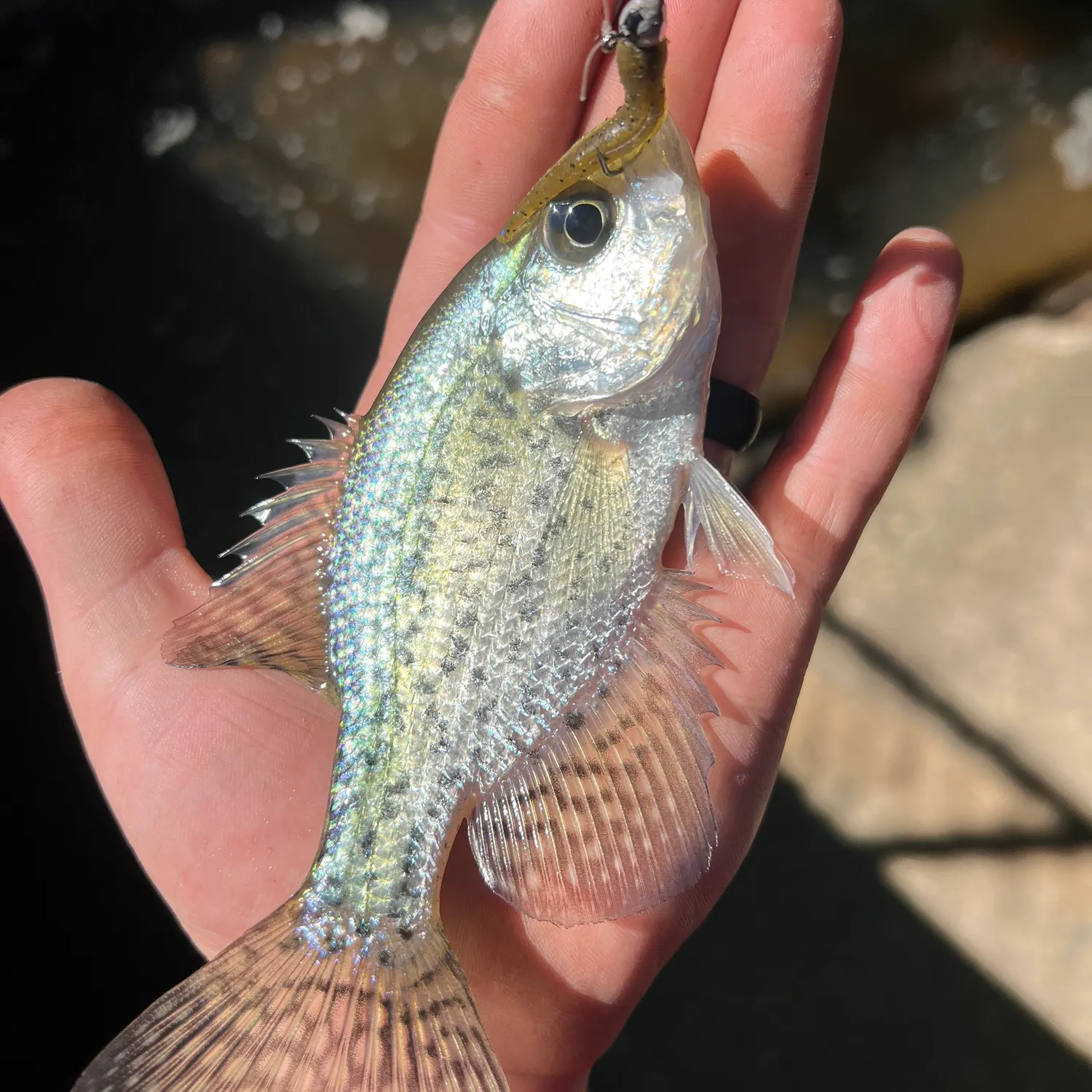 White crappie caught on Fishbrain