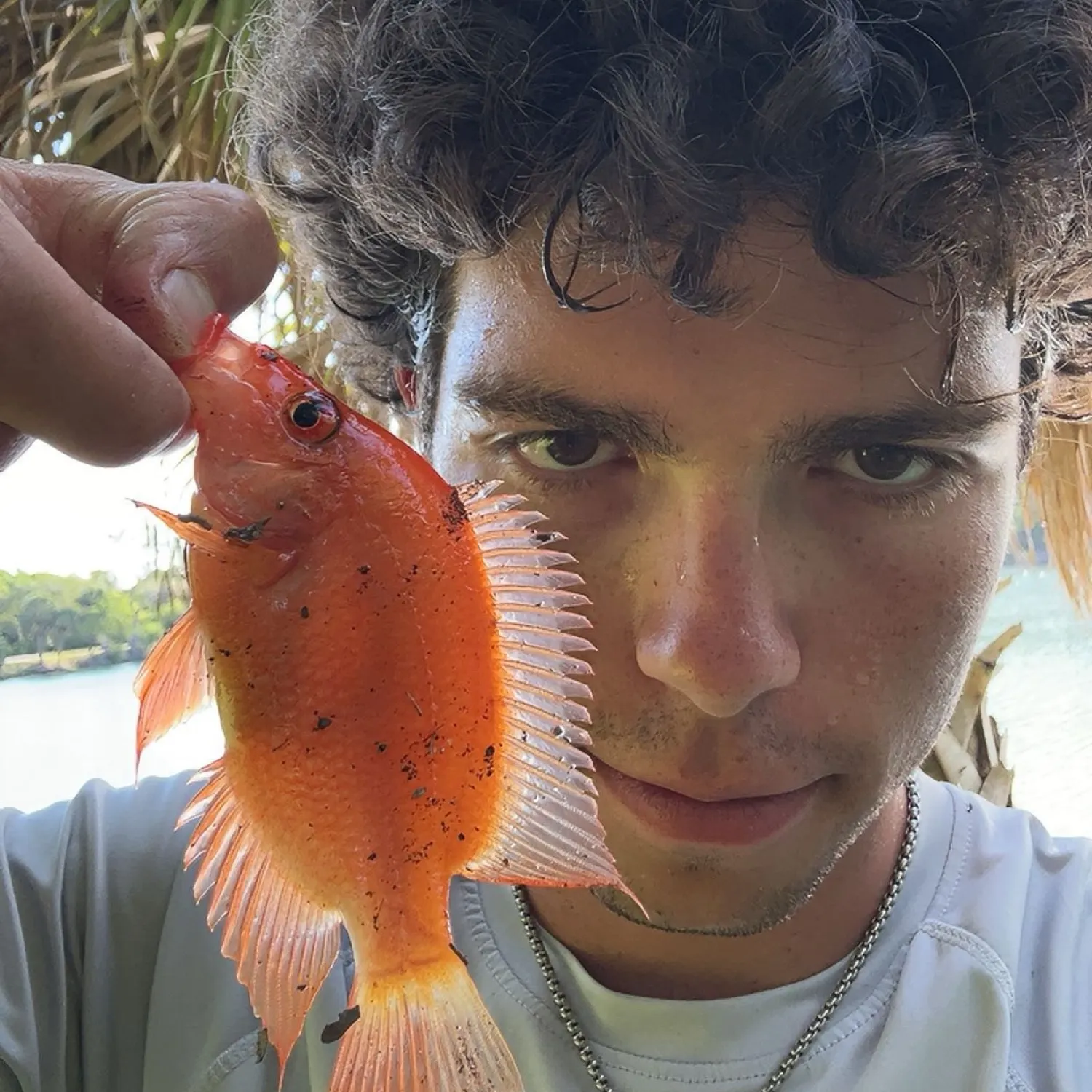 The most recent Midas cichlid catches on Fishbrain