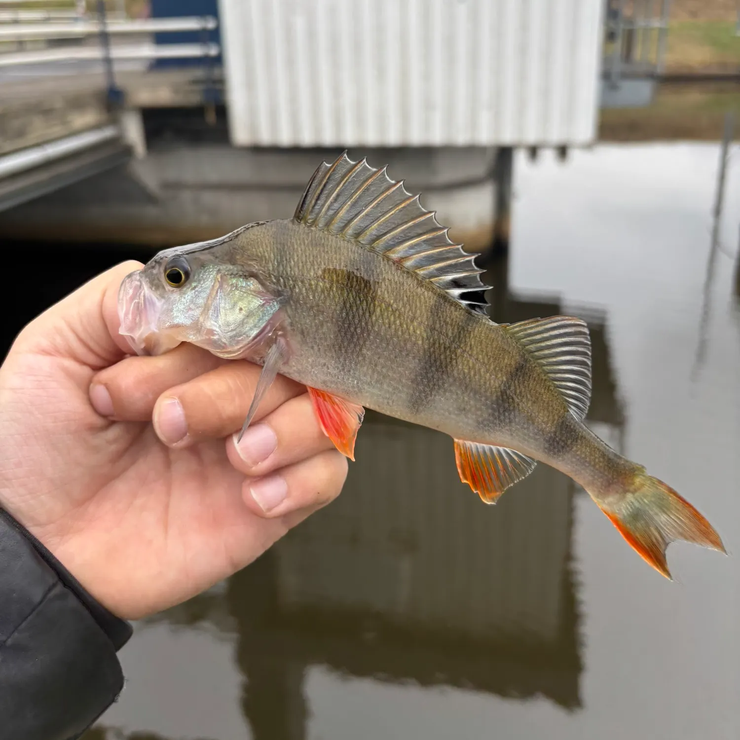 European perch caught on Fishbrain