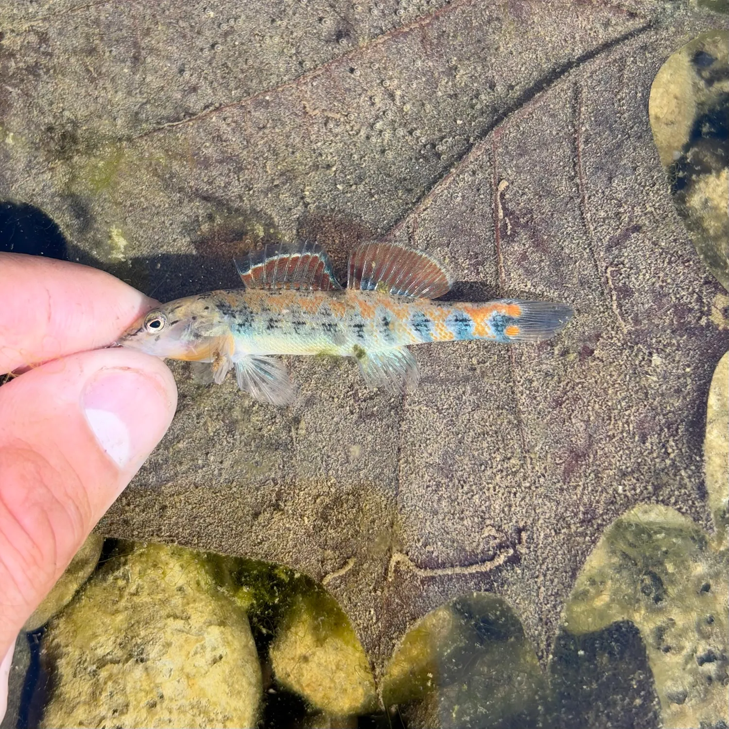 Plains orangethroat darter caught on Fishbrain