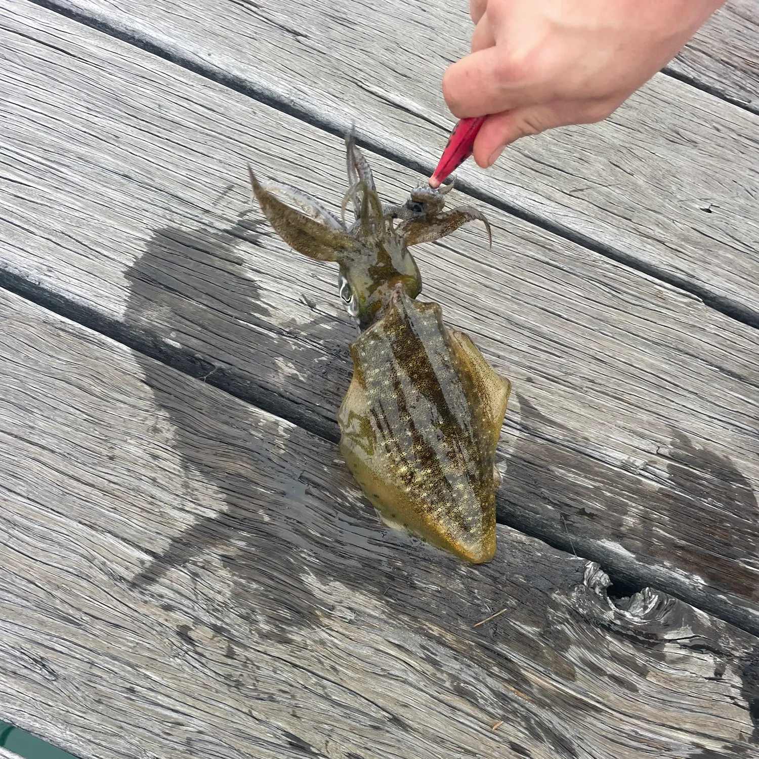 The most recent Bigfin reef squid catches on Fishbrain