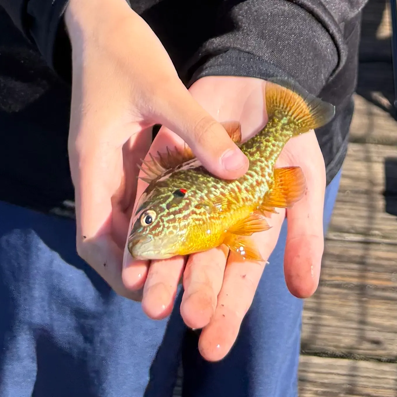 Pumpkinseed caught on Fishbrain
