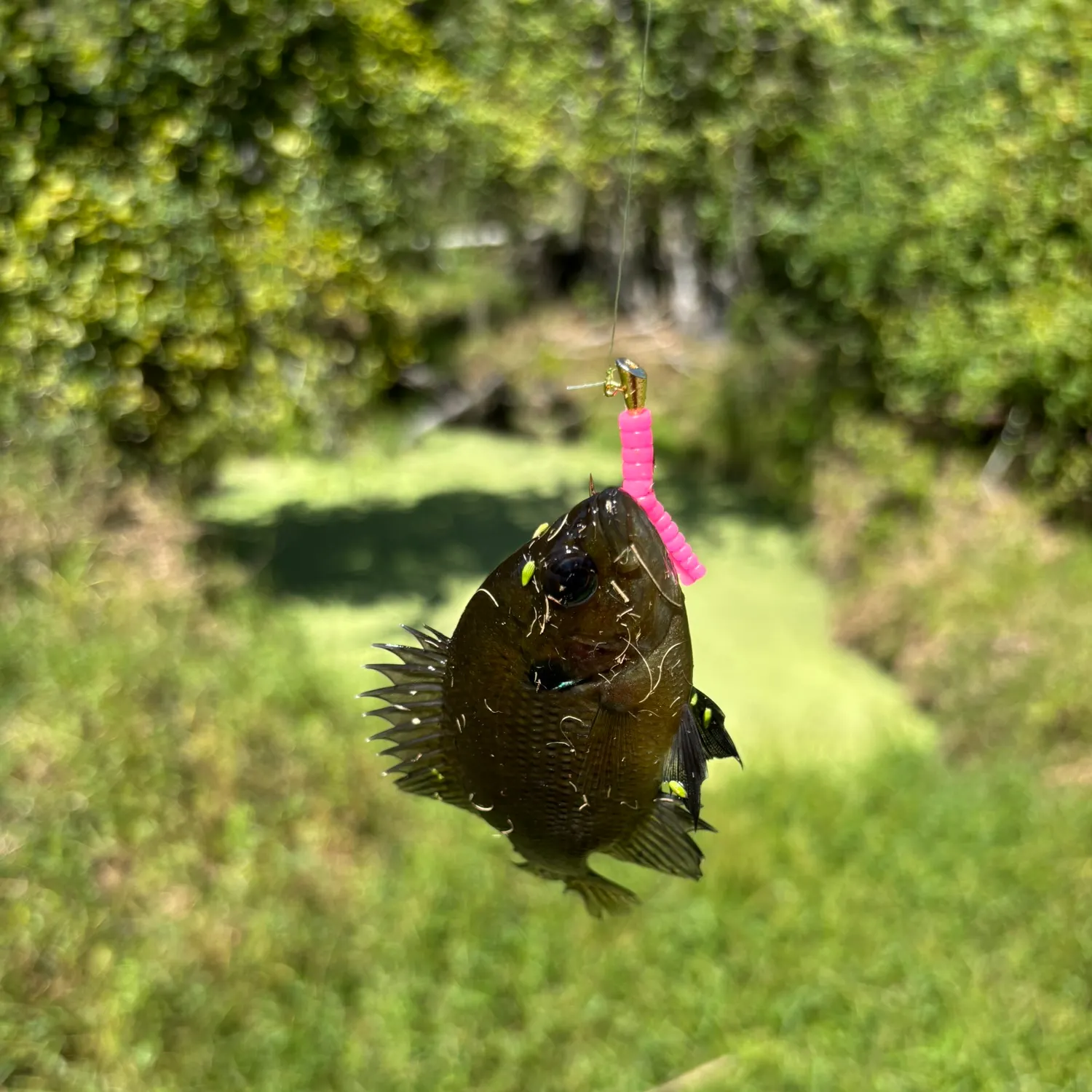 Spotted sunfish caught on Fishbrain