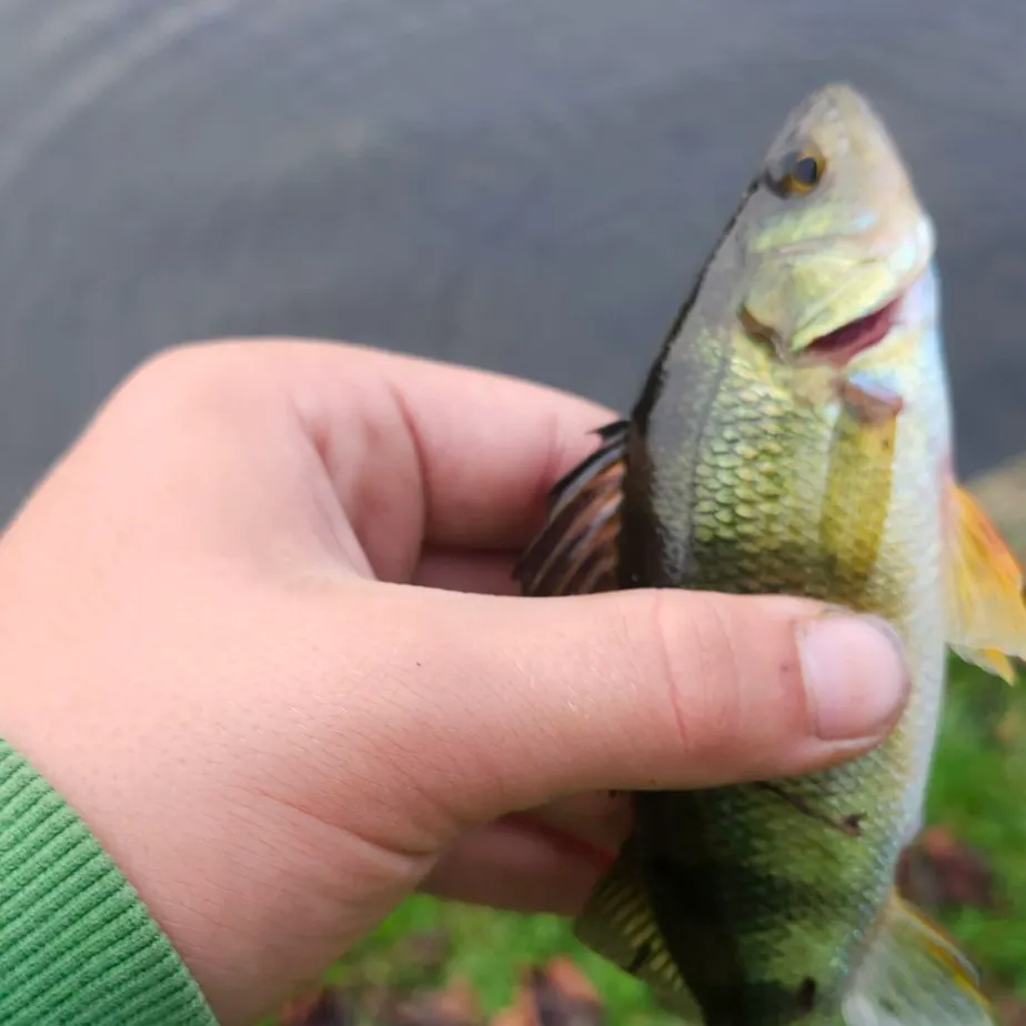Yellow perch caught on Fishbrain