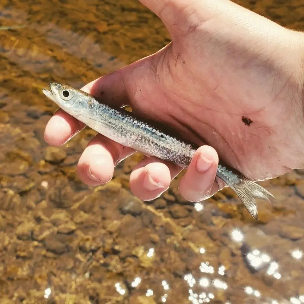 The most recent Silver shiner catches on Fishbrain