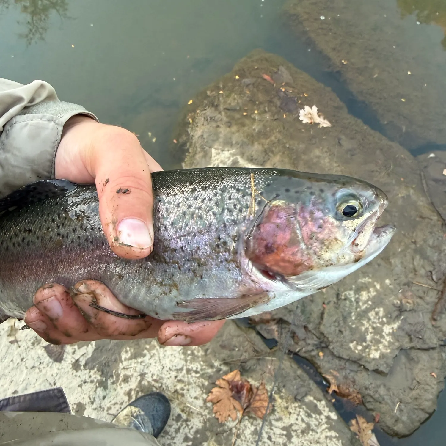 Rainbow trout caught on Fishbrain