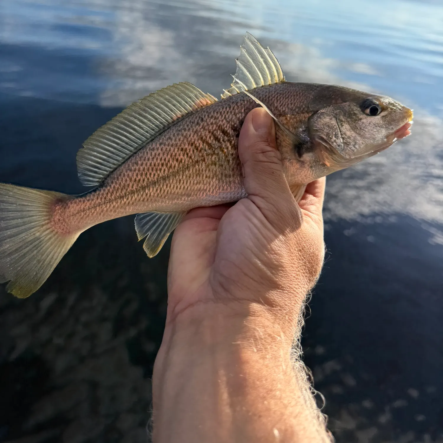 Red drum caught on Fishbrain