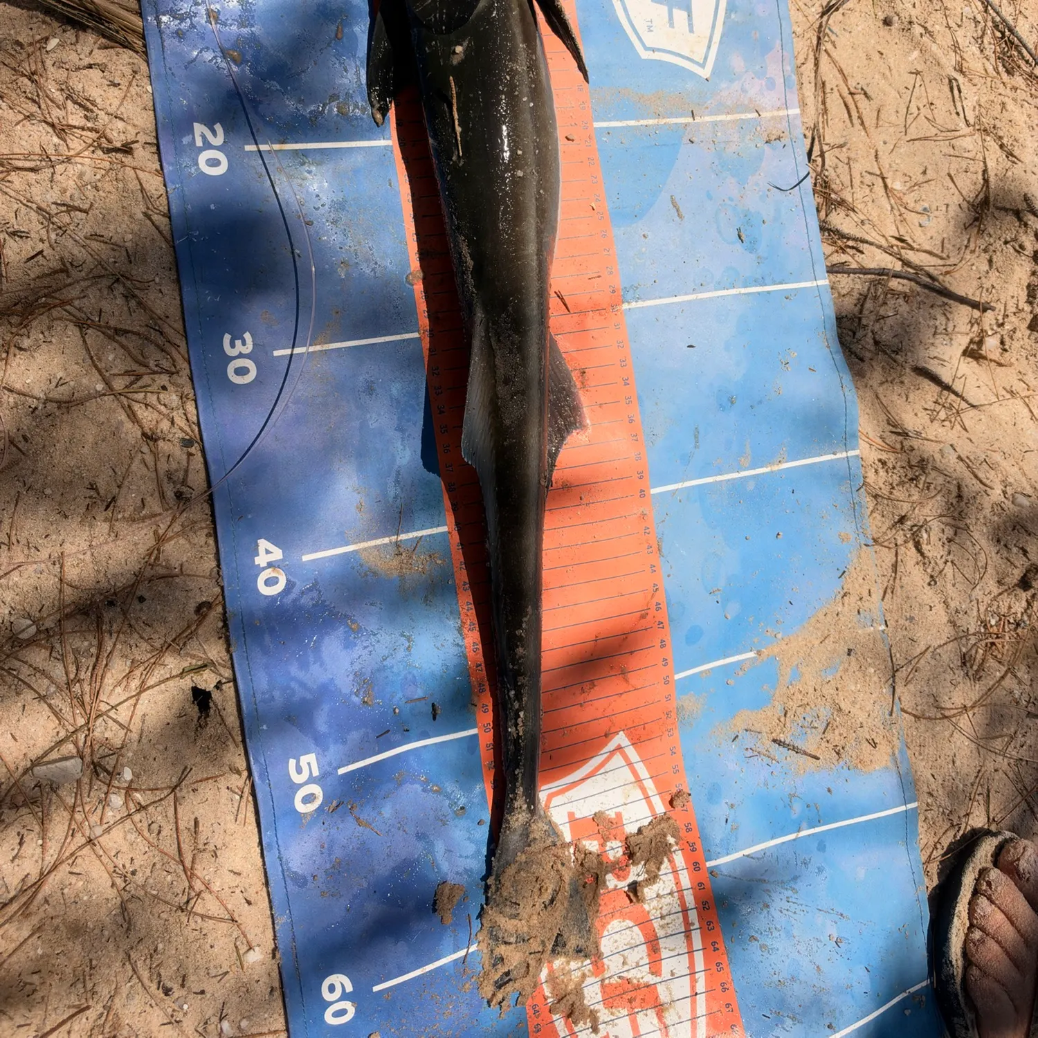 The most recent Common remora catches on Fishbrain