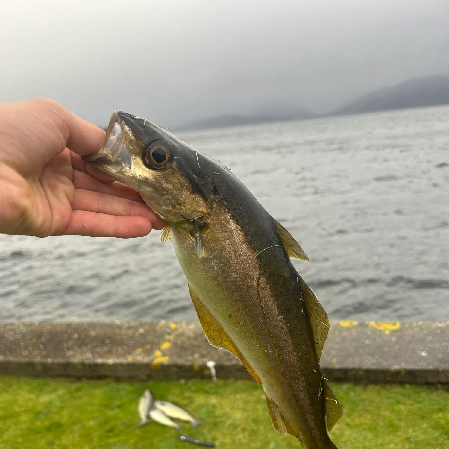 Pollack caught on Fishbrain