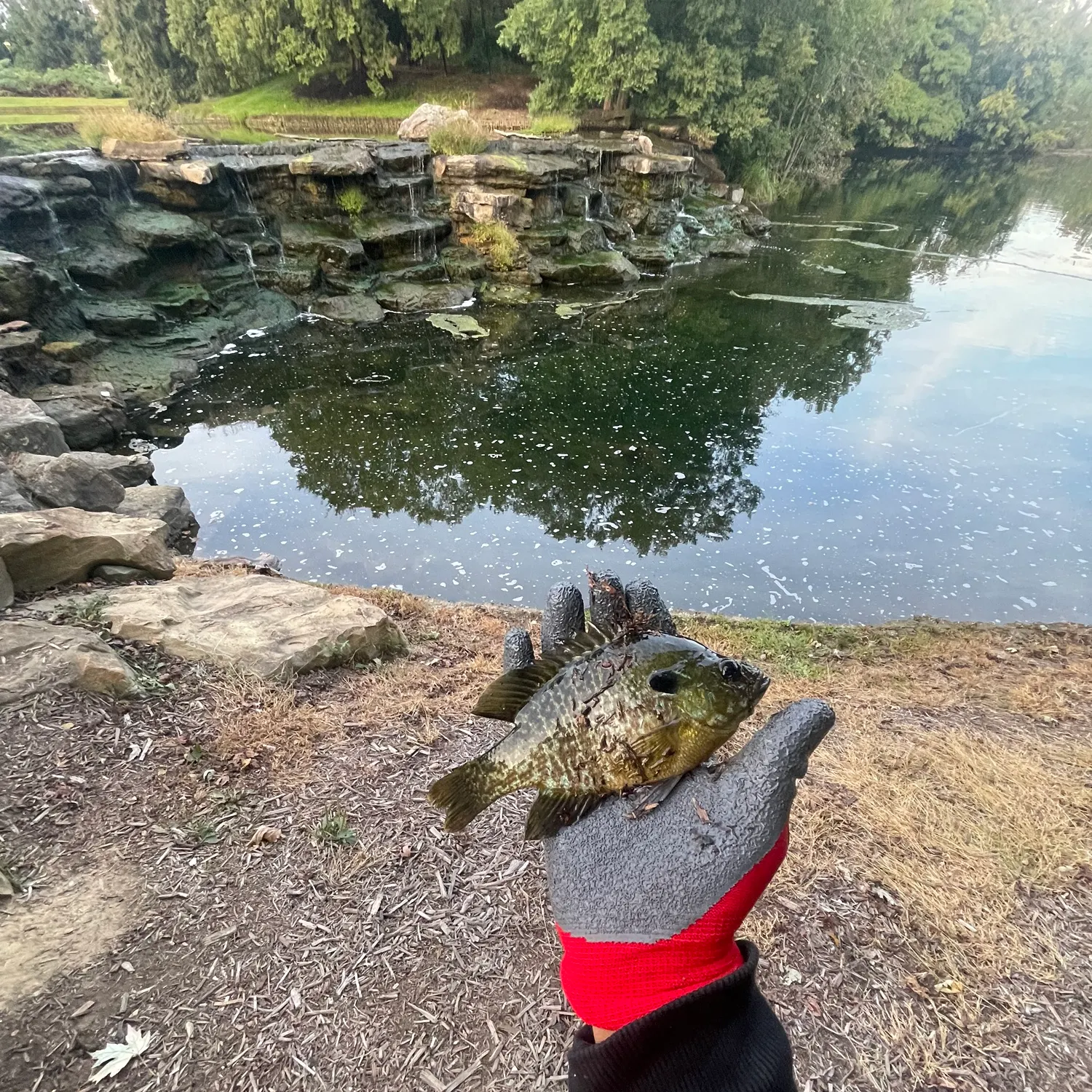Greengill hybrid caught on Fishbrain