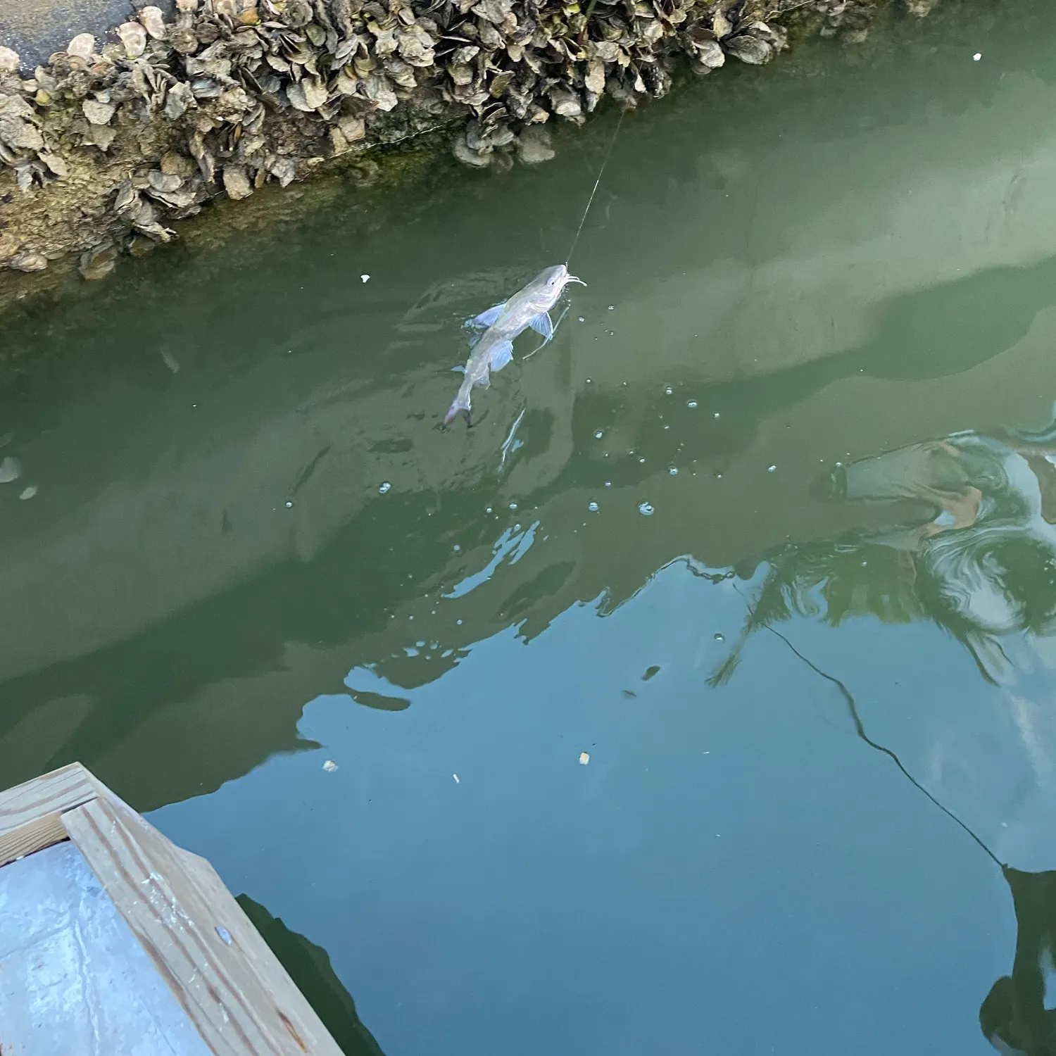 The most recent Gafftopsail sea catfish catches on Fishbrain