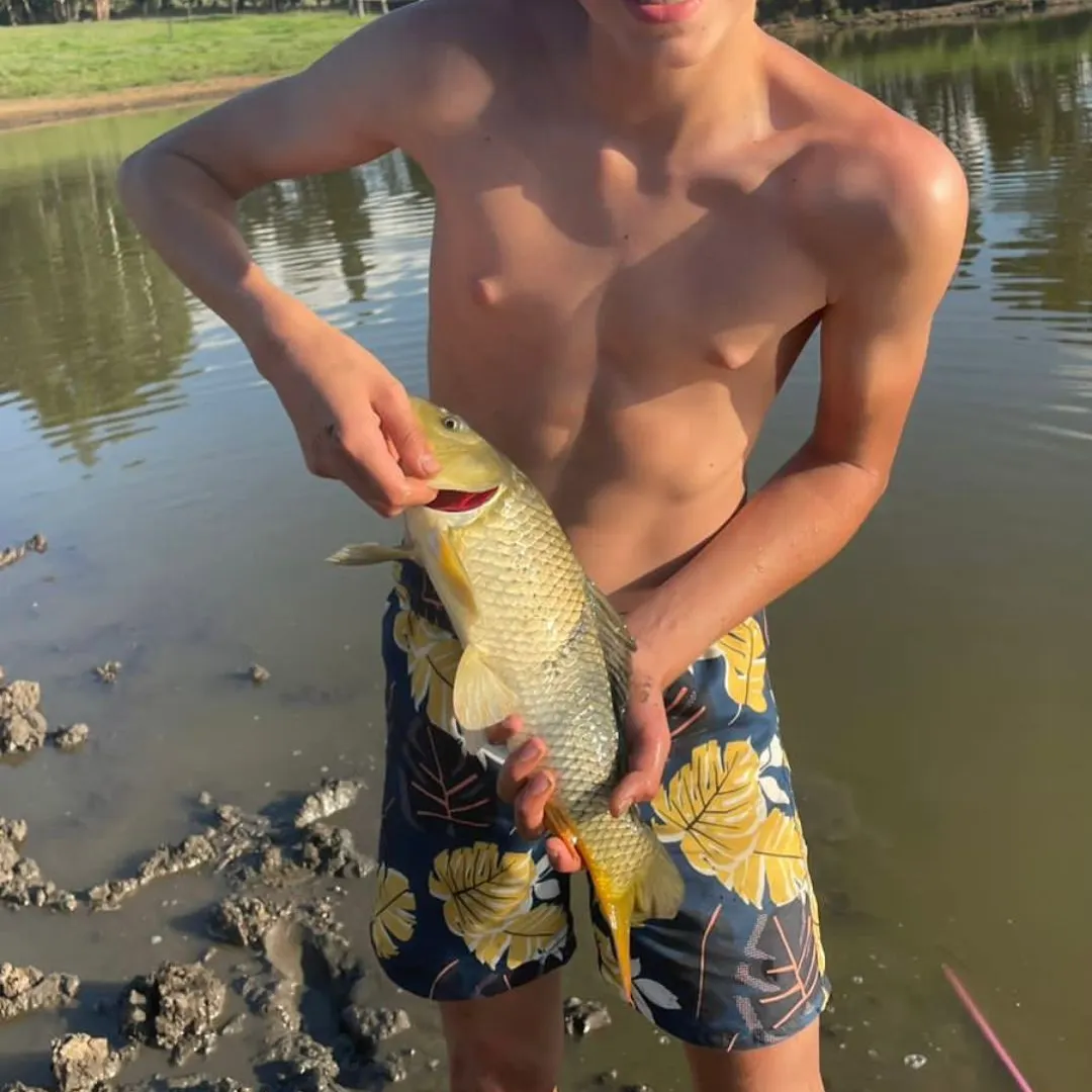 The most recent Common carp catches on Fishbrain