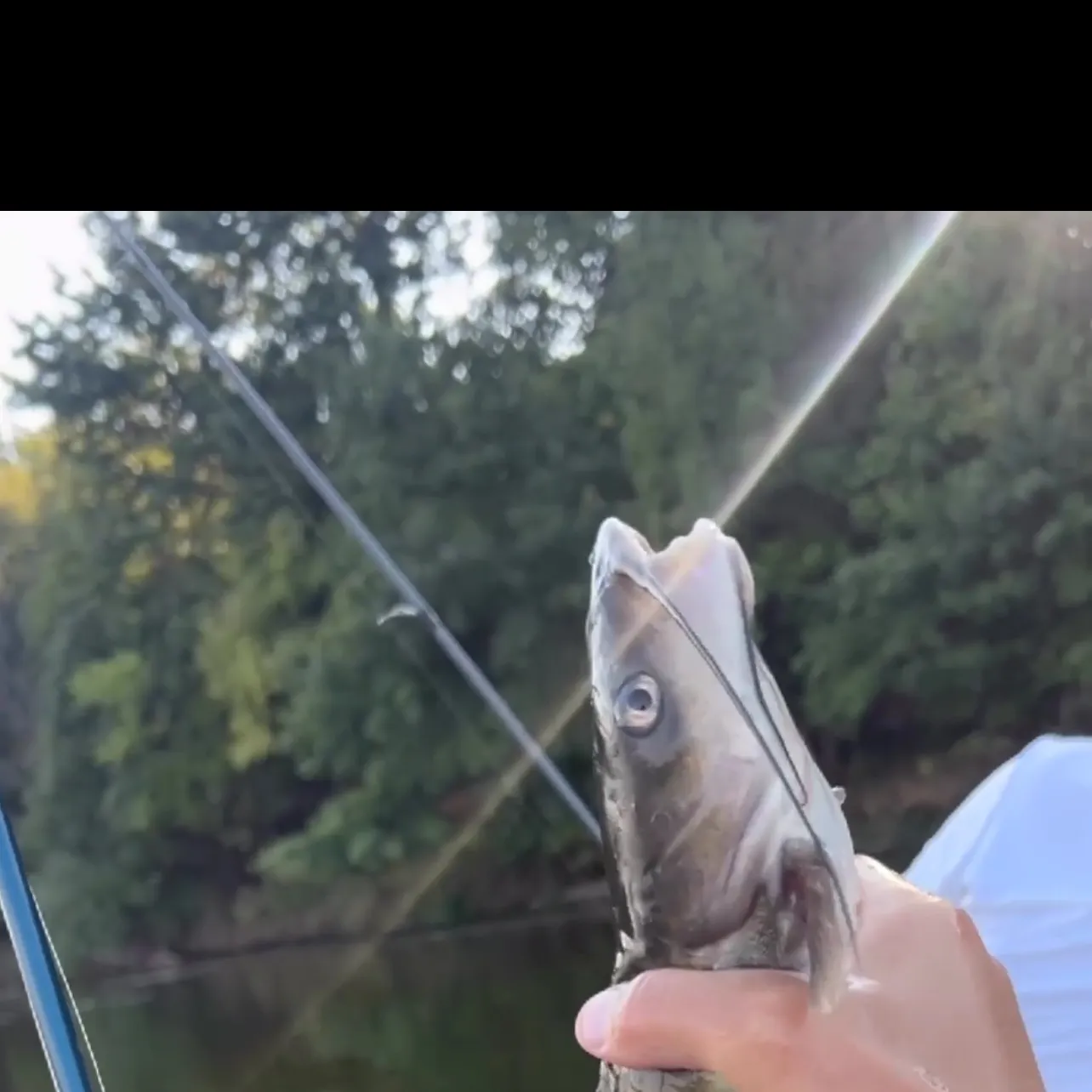 Channel catfish caught on Fishbrain